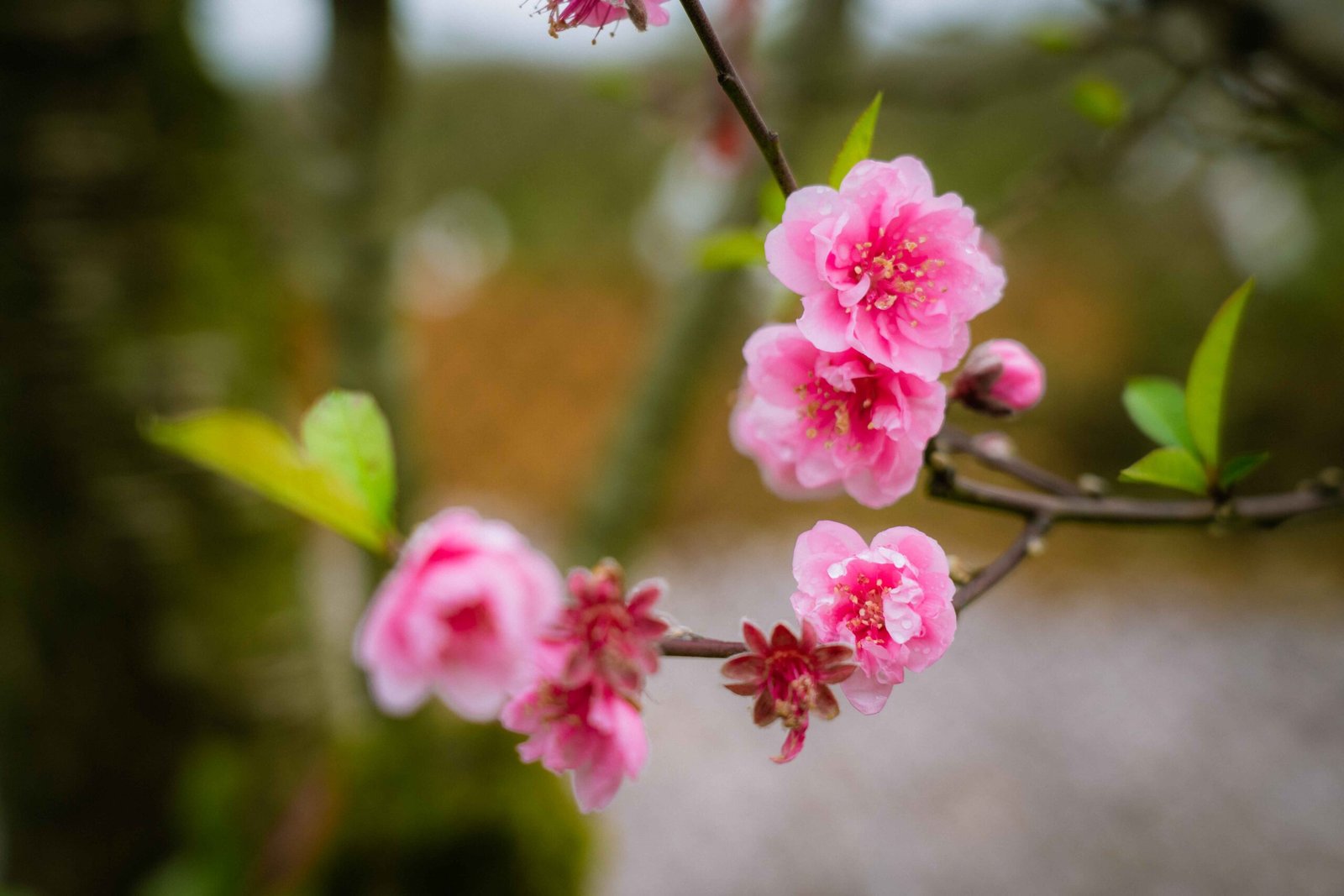 Đào tết Mộc Châu mã số 24 - Image 6