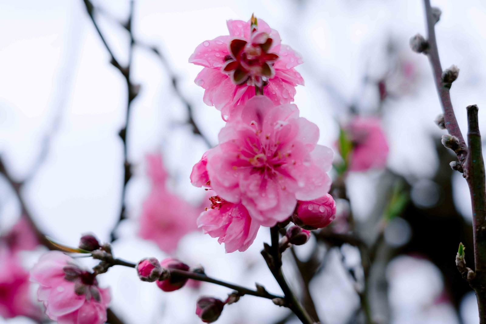 Đào tết Mộc Châu mã số 24 - Image 5