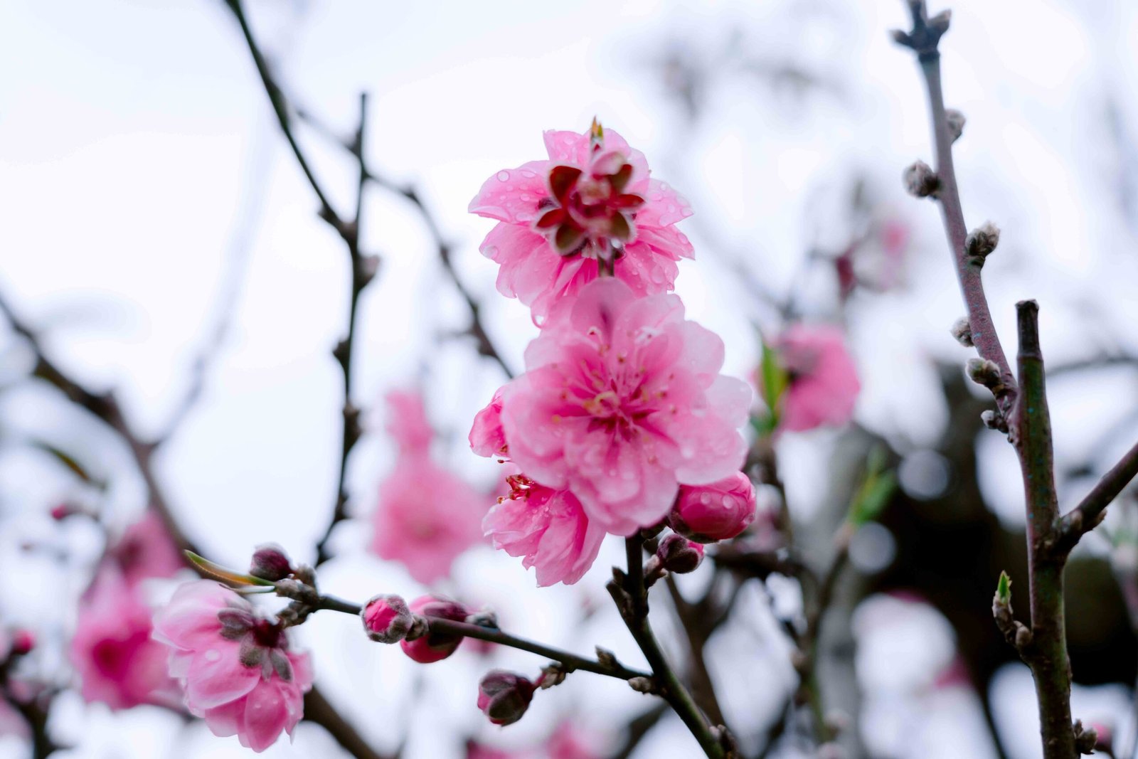 Đào tết Mộc Châu mã số 016 - Image 13