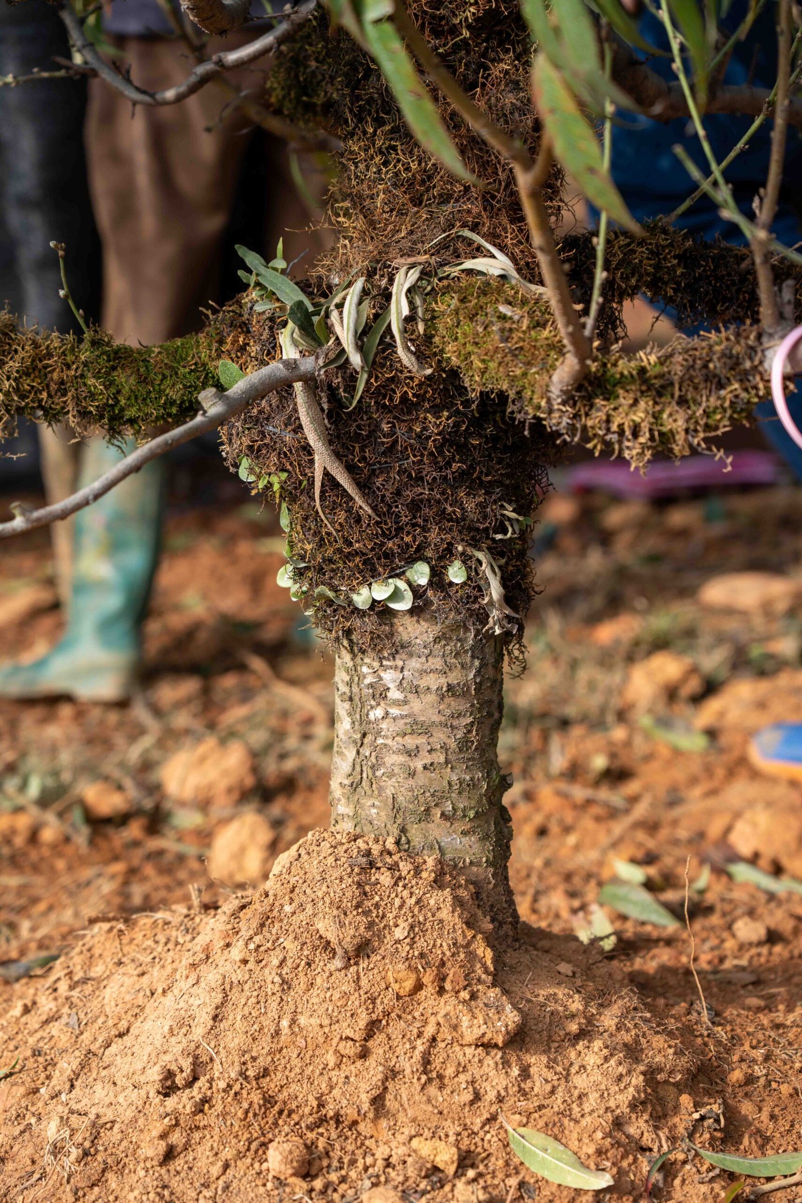 Đào tết Mộc Châu mã số 004 - Image 4