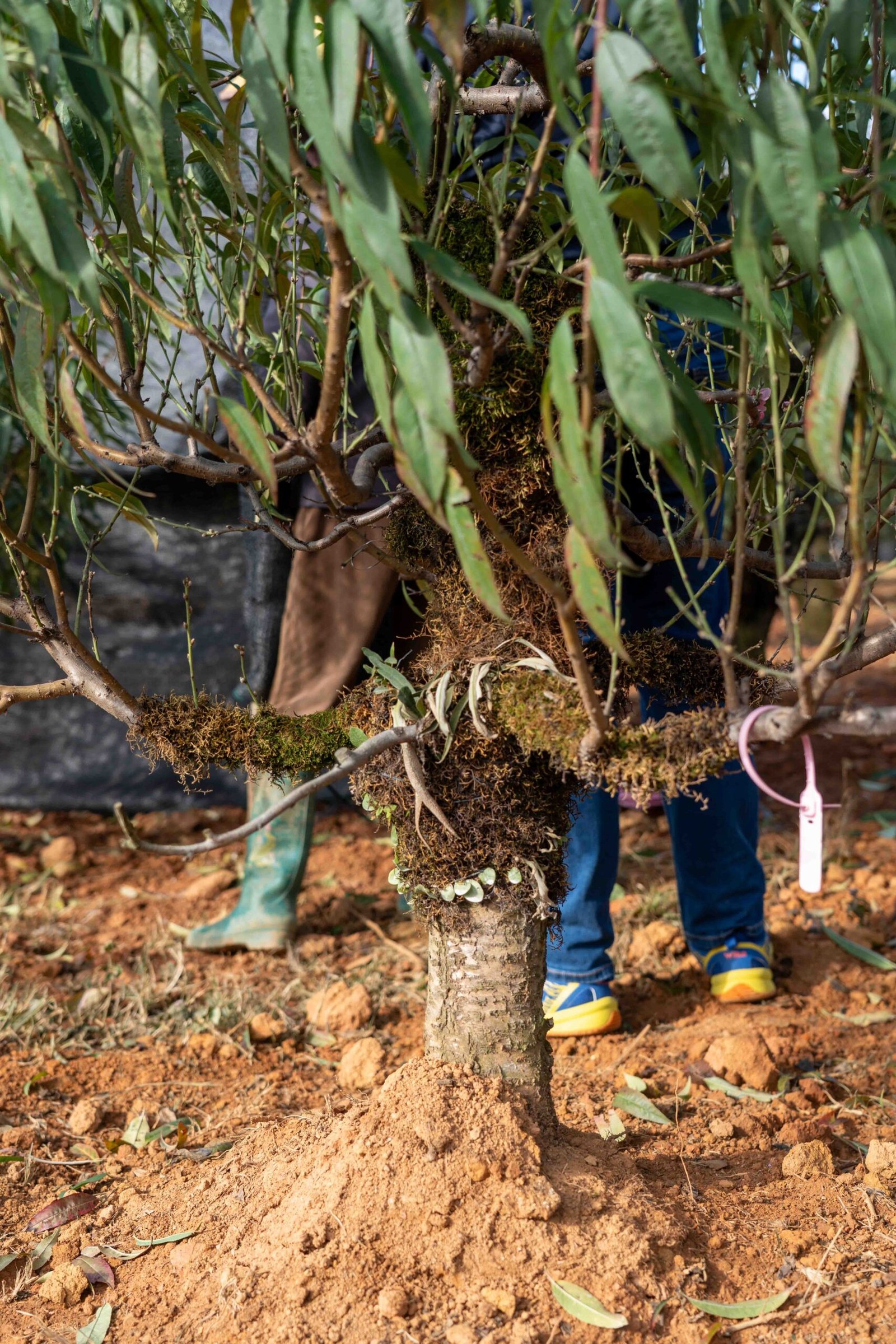 Đào tết Mộc Châu mã số 004 - Image 5