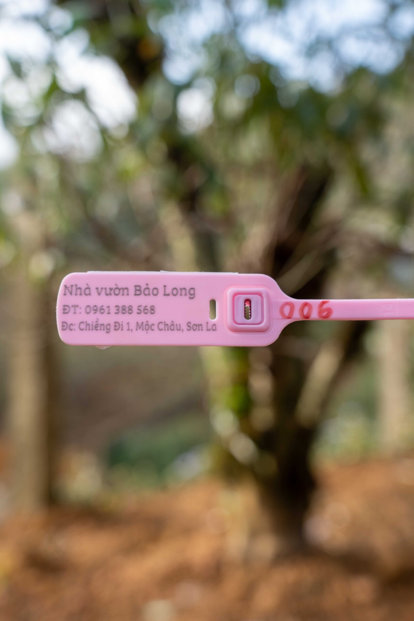 Đào tết Mộc Châu mã số 006 - Image 2