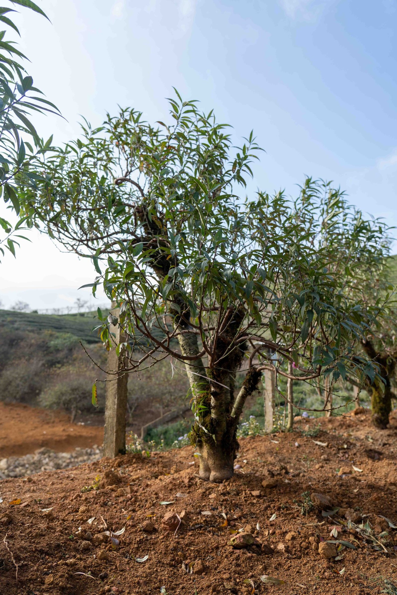 Đào tết Mộc Châu mã số 006