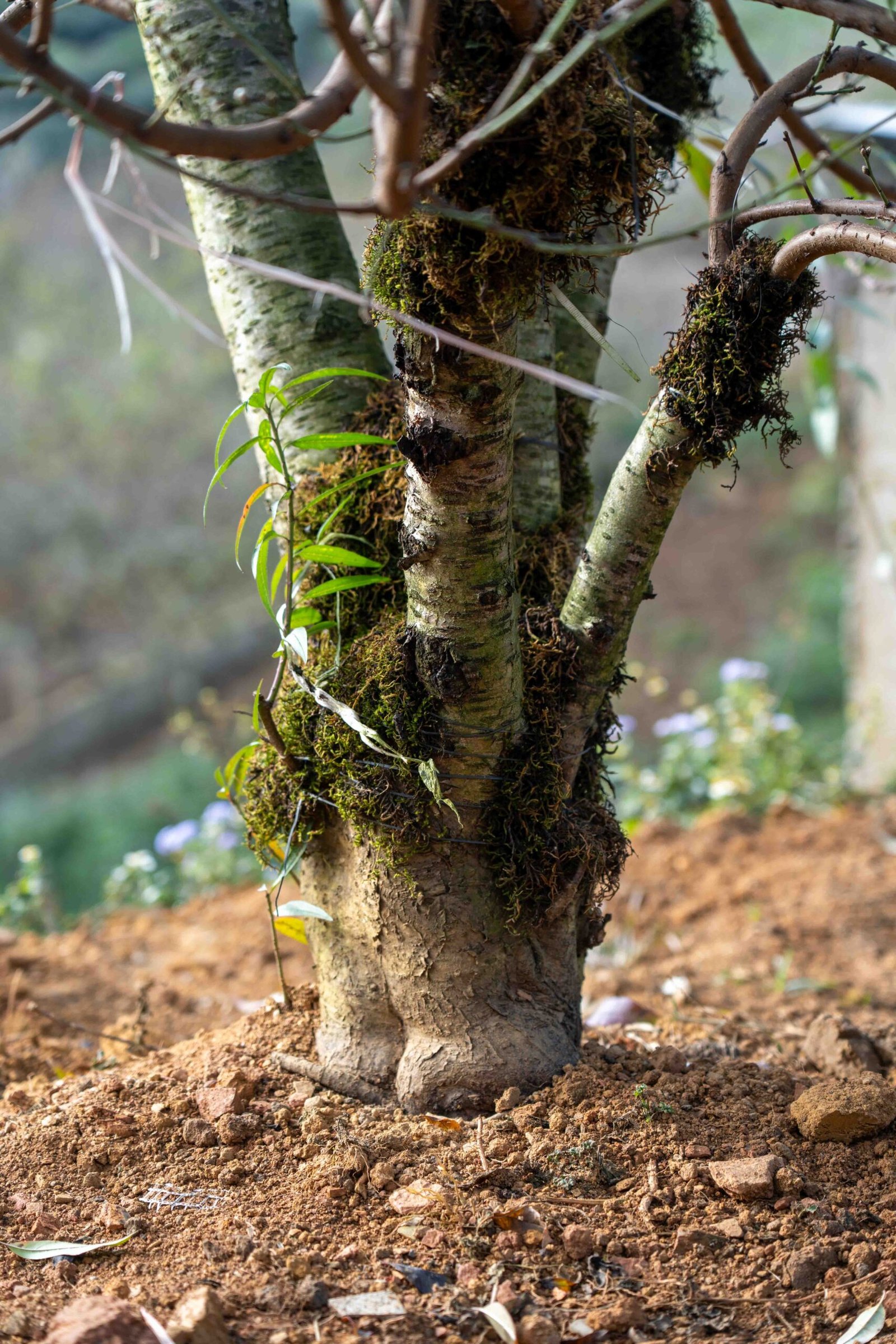 Đào tết Mộc Châu mã số 006 - Image 4