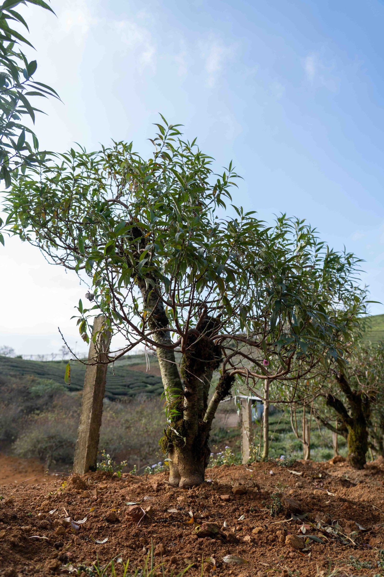 Đào tết Mộc Châu mã số 006 - Image 5