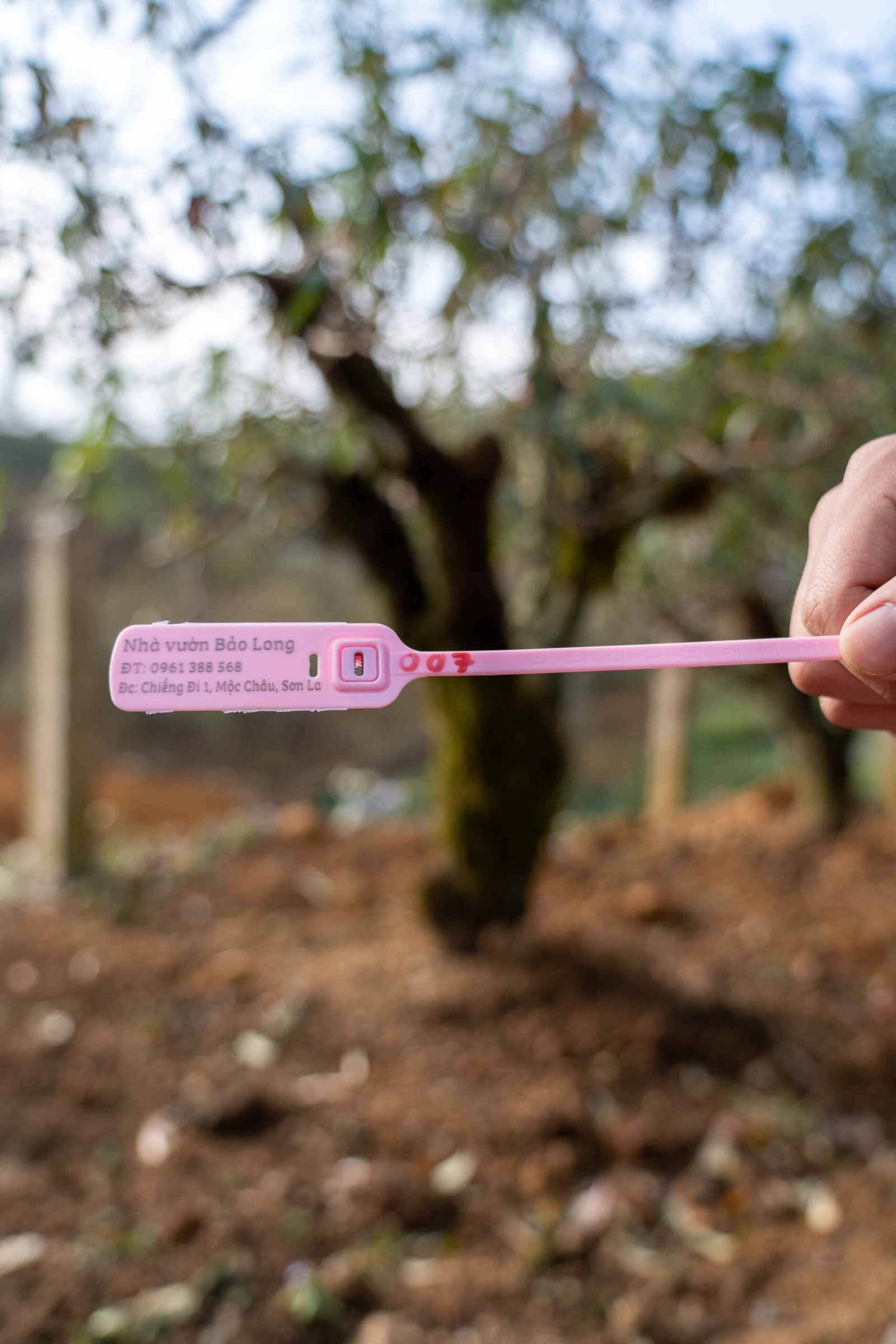 Đào tết Mộc Châu mã số 007 - Image 5