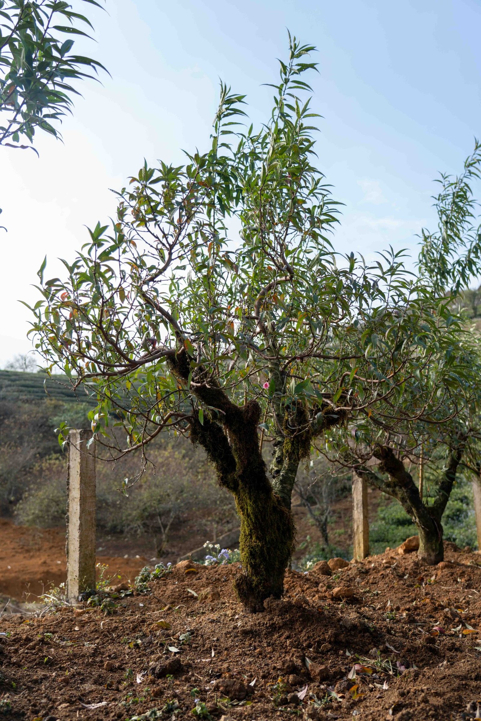 Đào tết Mộc Châu mã số 007 - Image 4