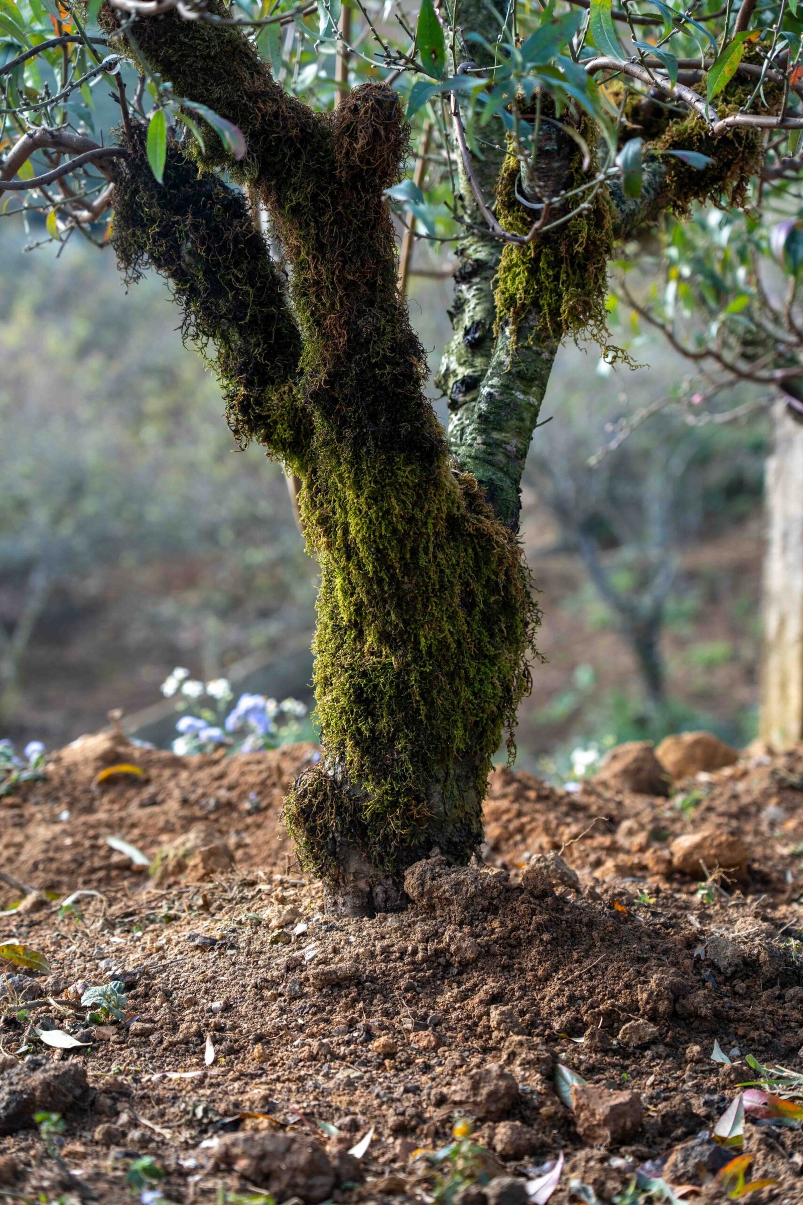 Đào tết Mộc Châu mã số 007 - Image 3