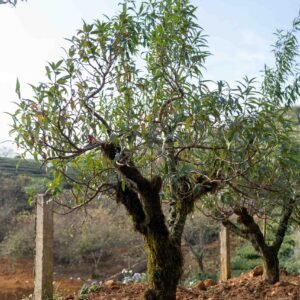 Đào tết Mộc Châu mã số 007