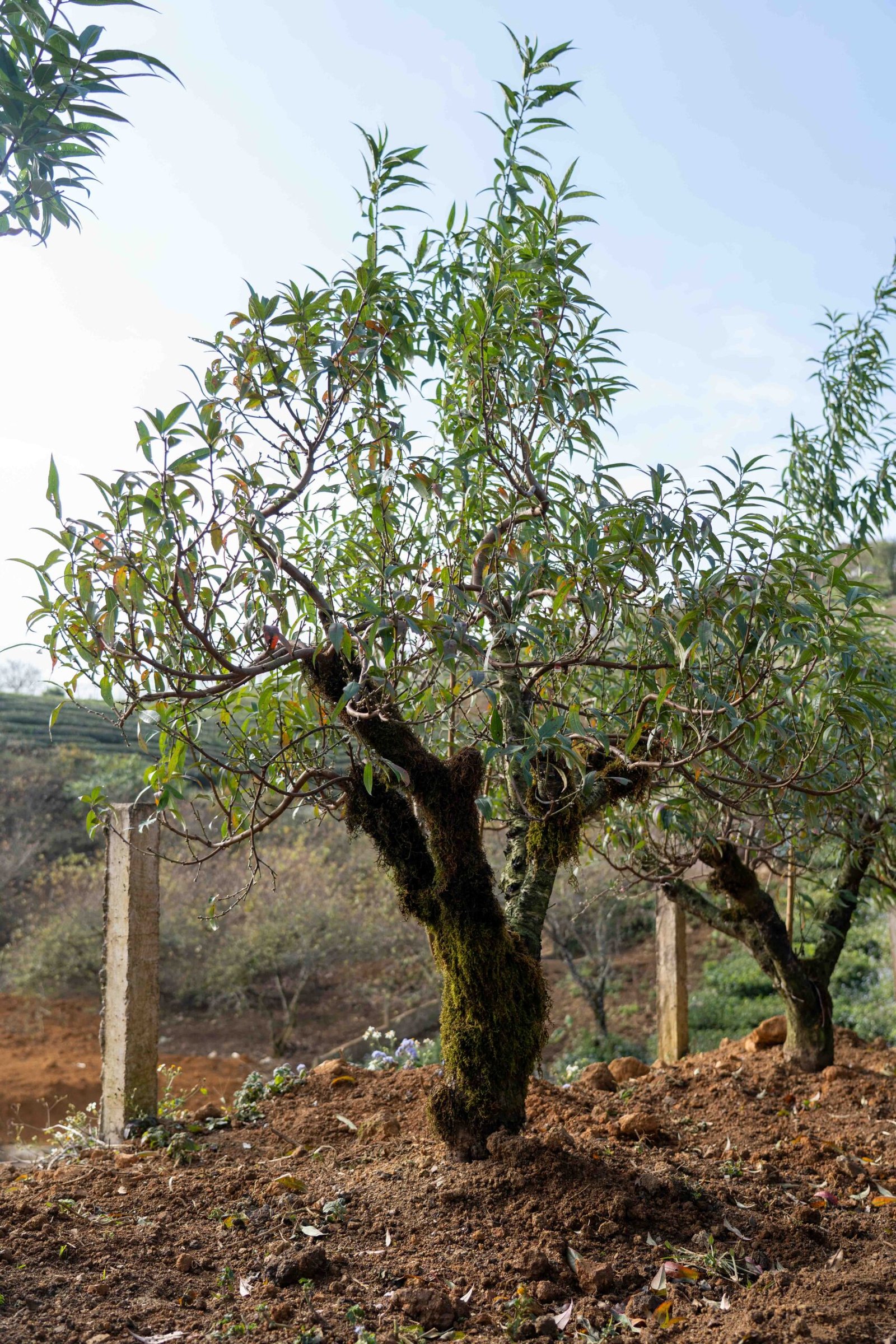 Đào tết Mộc Châu mã số 007