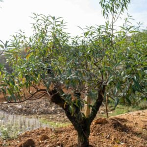 Đào tết Mộc Châu mã số 008