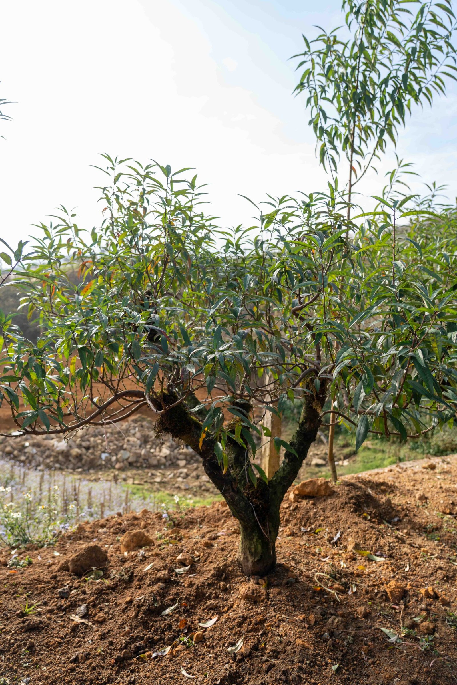 Đào tết Mộc Châu mã số 008