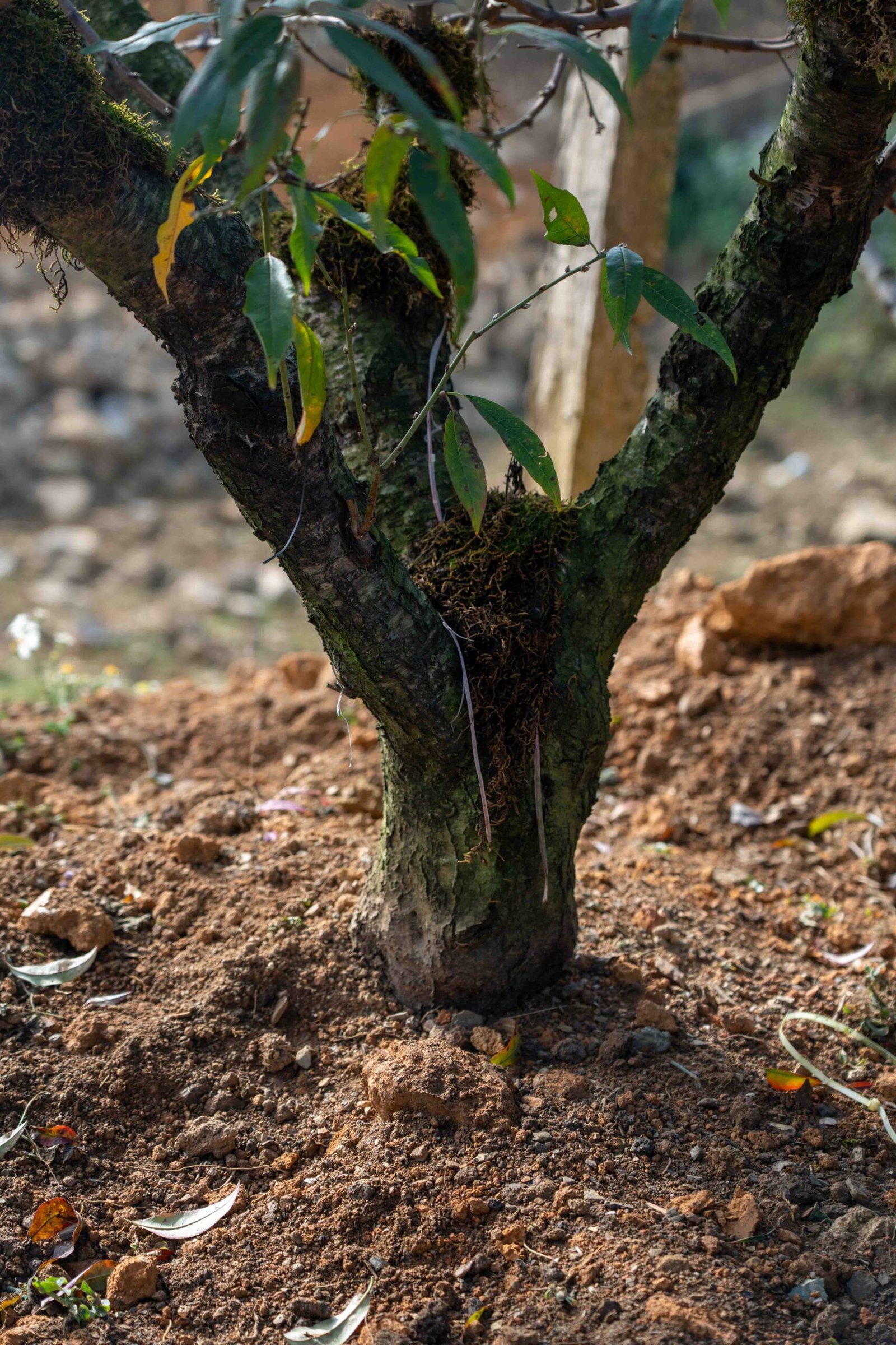 Đào tết Mộc Châu mã số 008 - Image 2