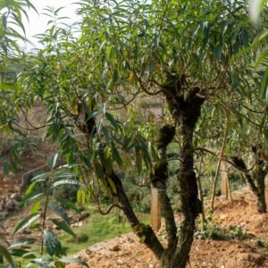 Đào tết Mộc Châu mã số 009