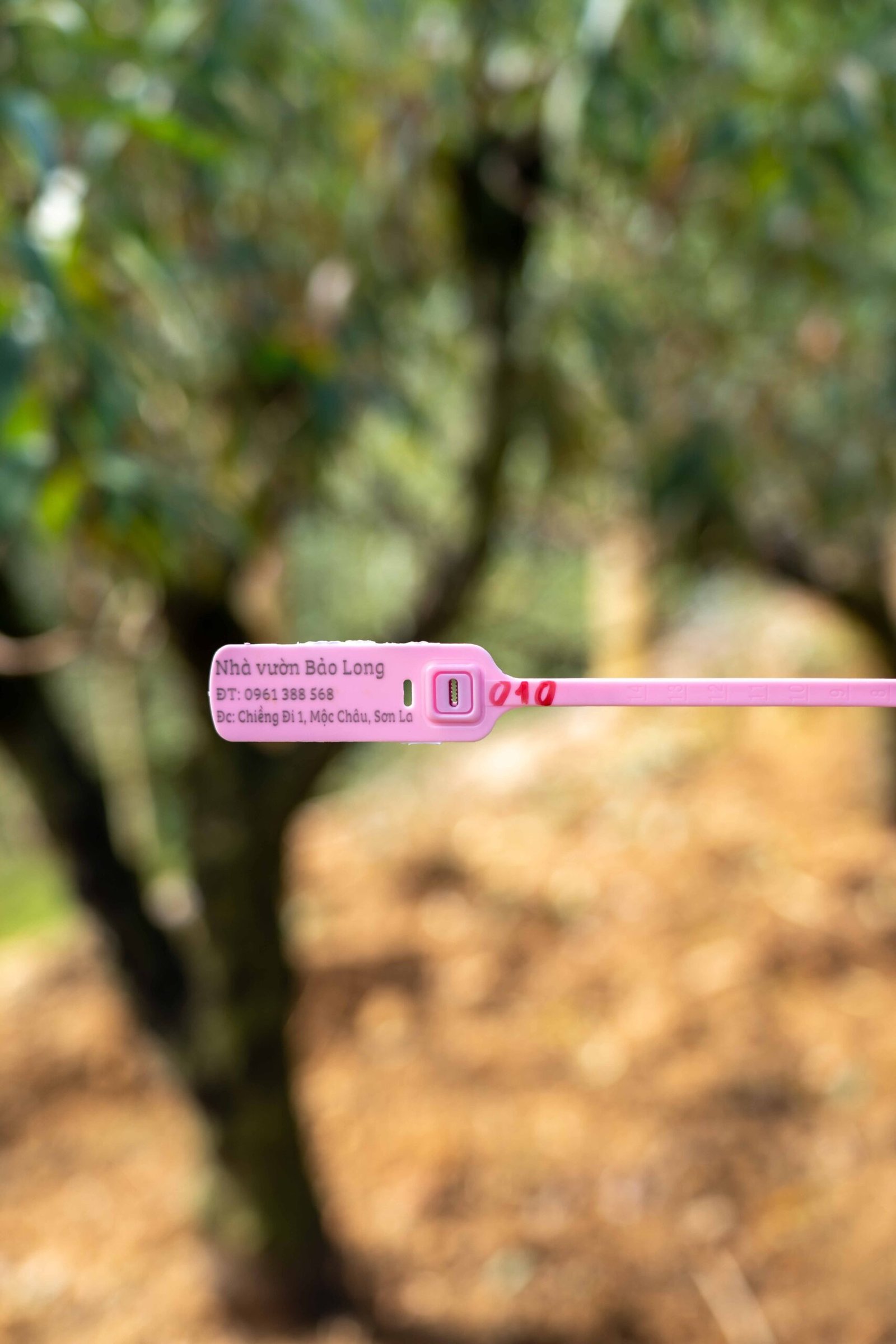 Đào tết Mộc Châu mã số 010 - Image 2