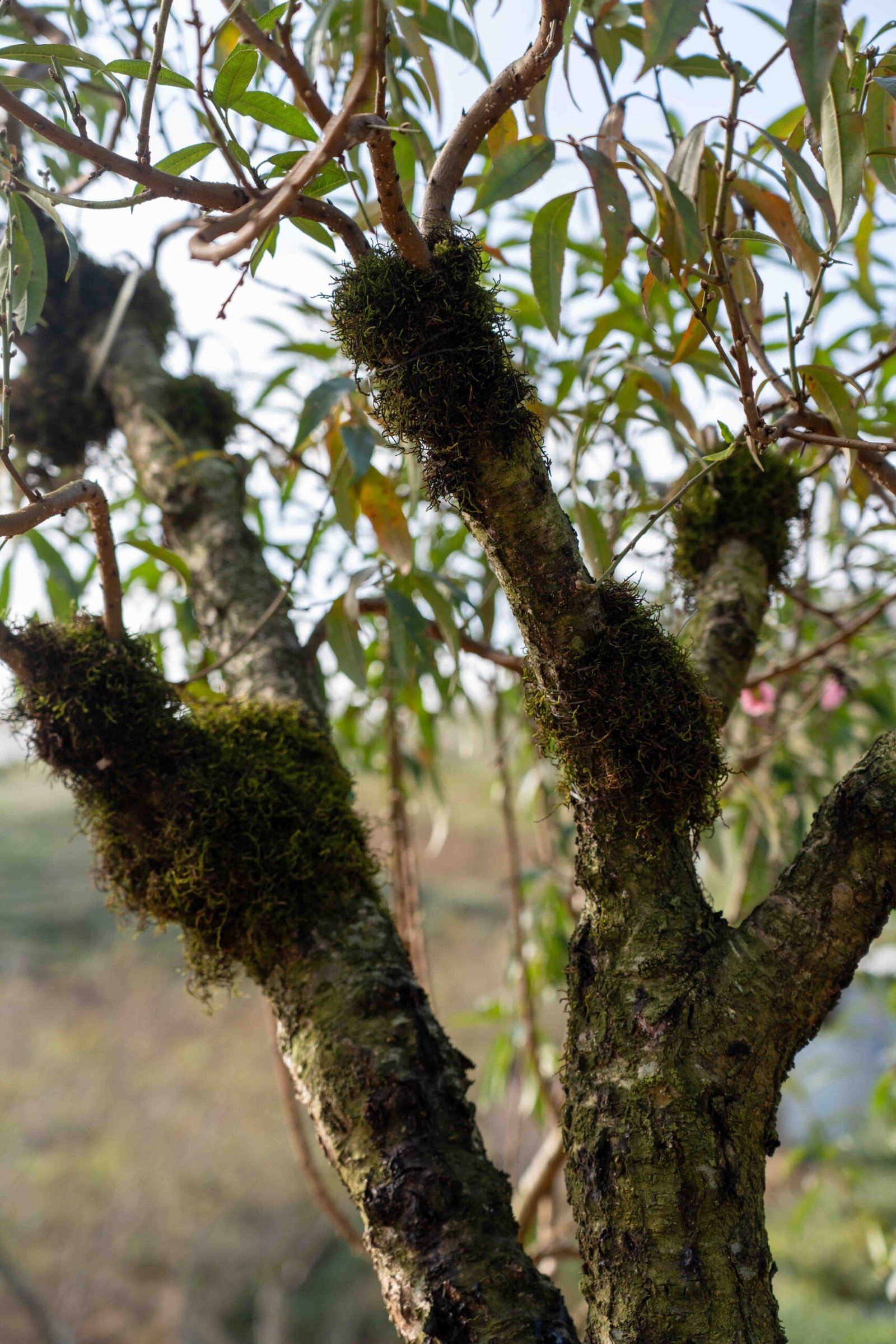 Đào tết Mộc Châu mã số 010 - Image 4