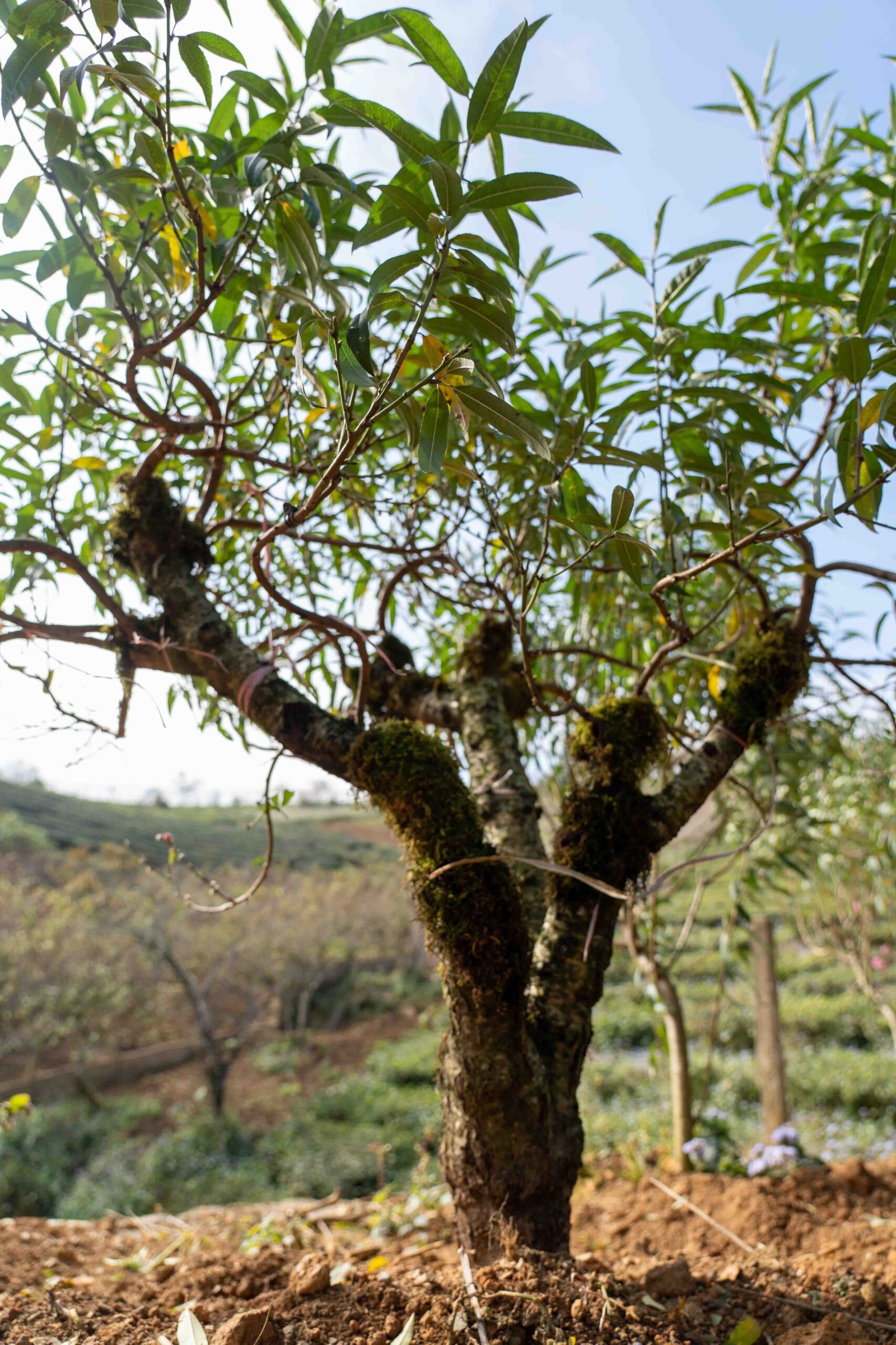 Đào tết Mộc Châu mã số 011 - Image 4