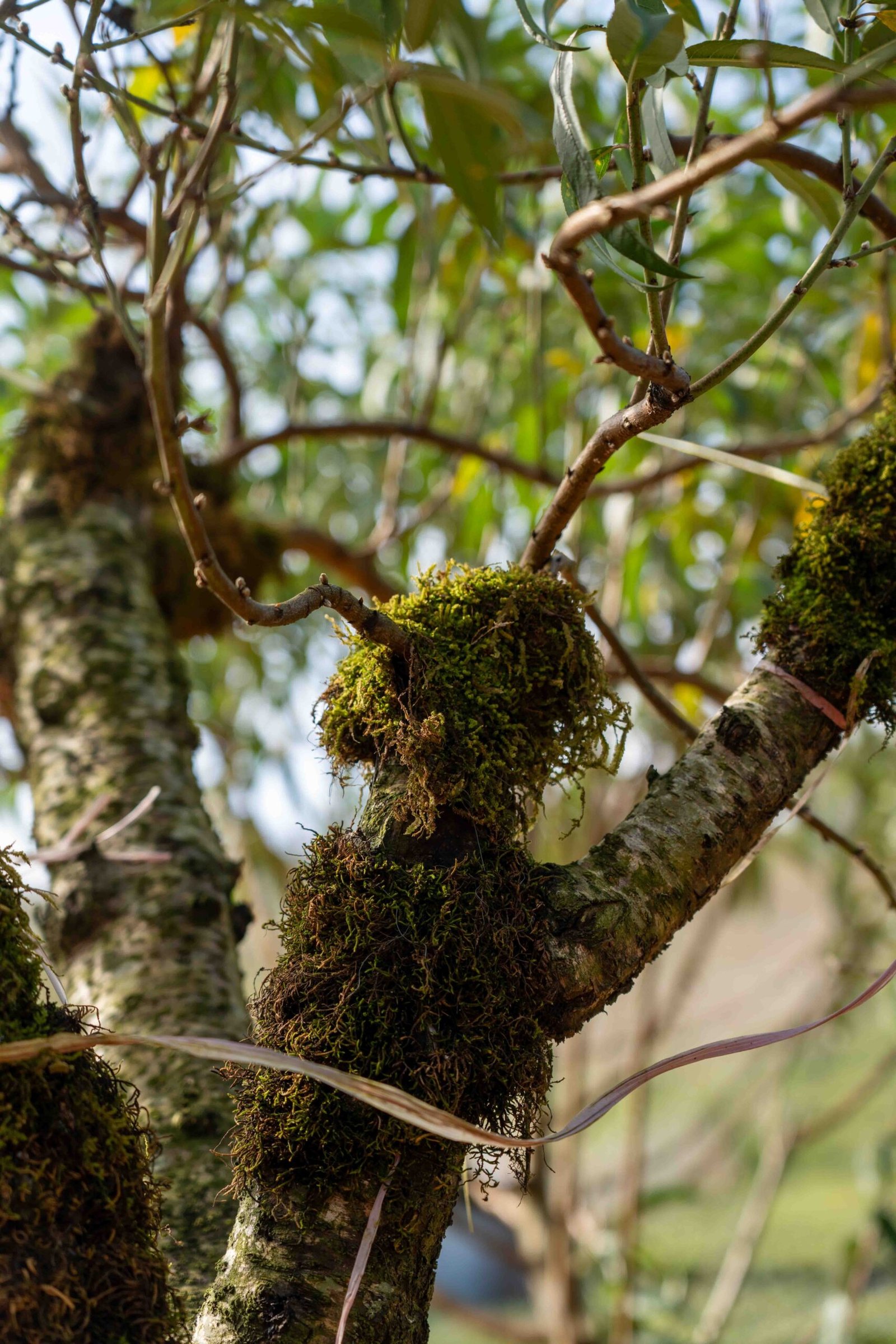 Đào tết Mộc Châu mã số 011 - Image 5