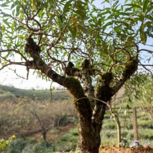 Đào tết Mộc Châu mã số 011