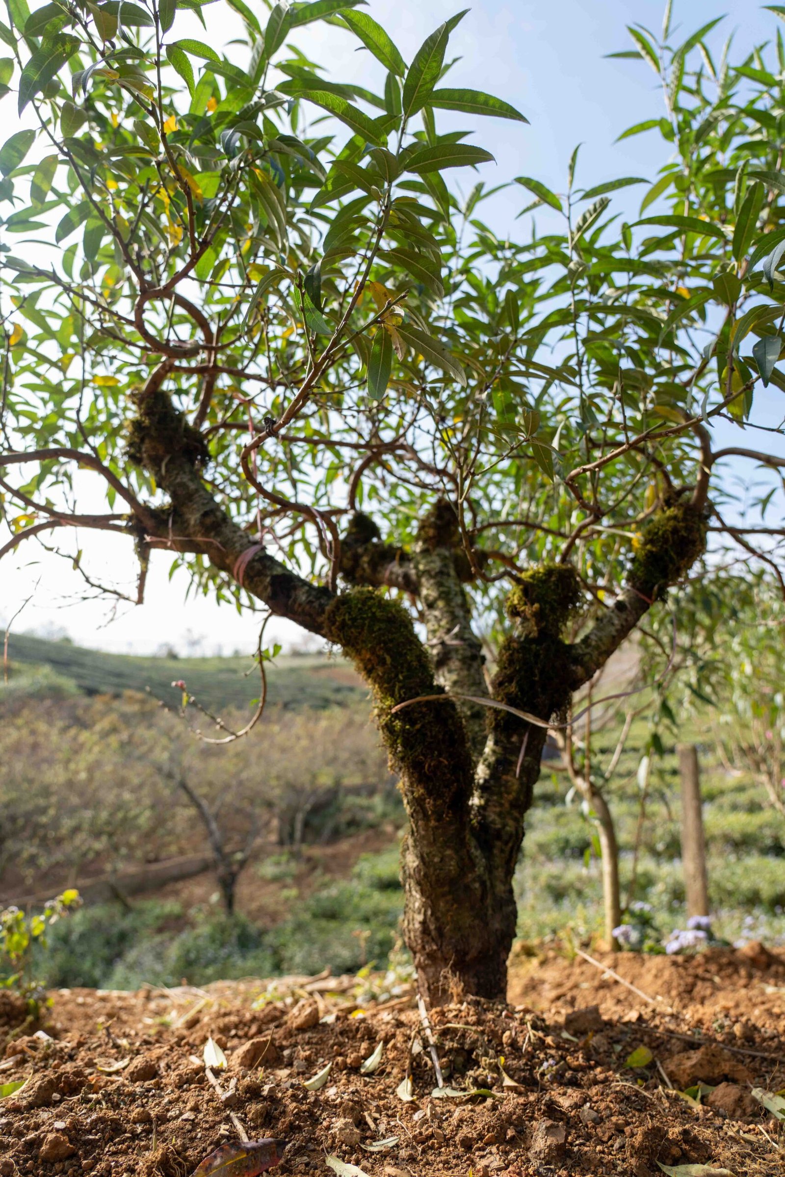 Đào tết Mộc Châu mã số 011