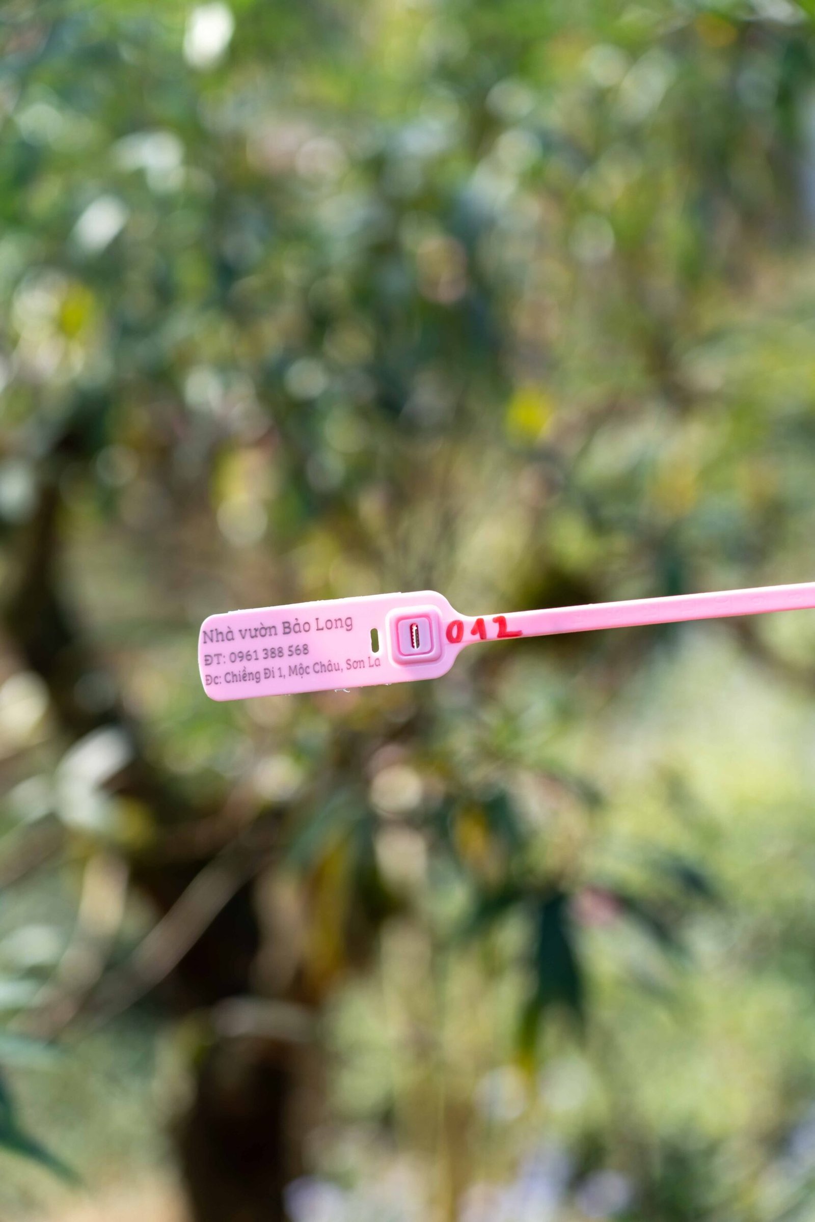 Đào tết Mộc Châu mã số 012 - Image 2