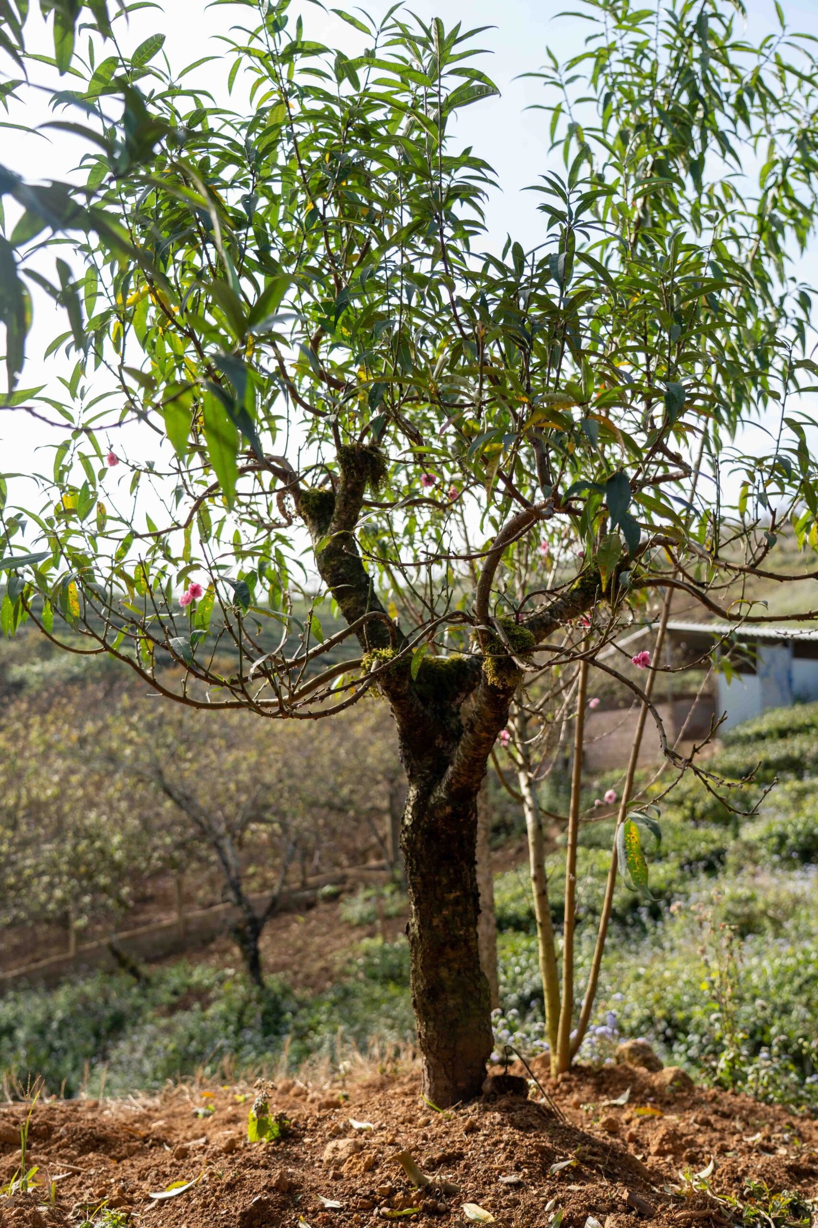 Đào tết Mộc Châu mã số 012 - Image 3