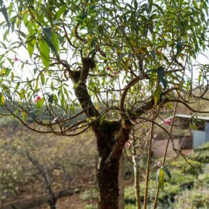 Đào tết Mộc Châu mã số 012