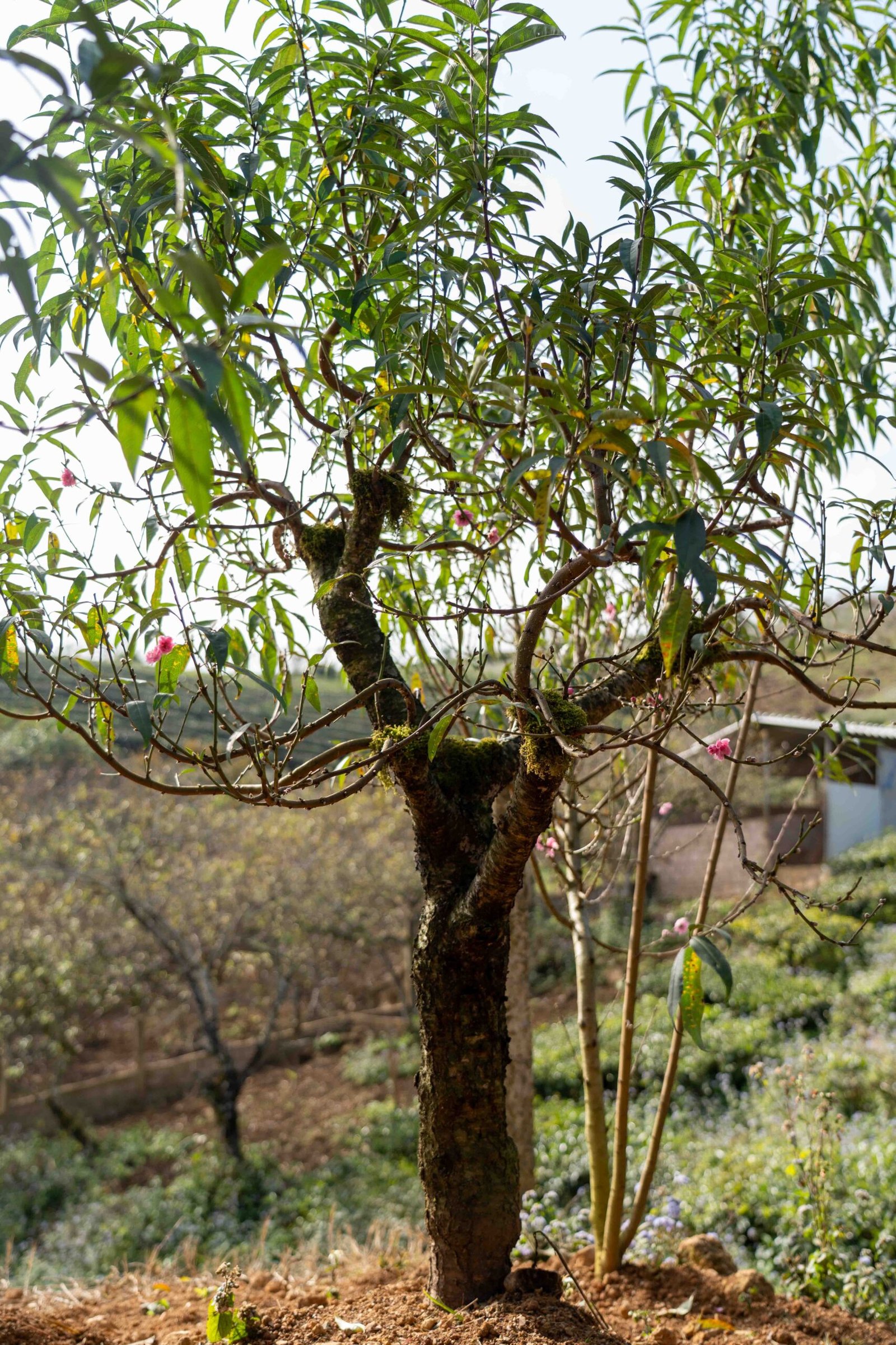 Đào tết Mộc Châu mã số 012