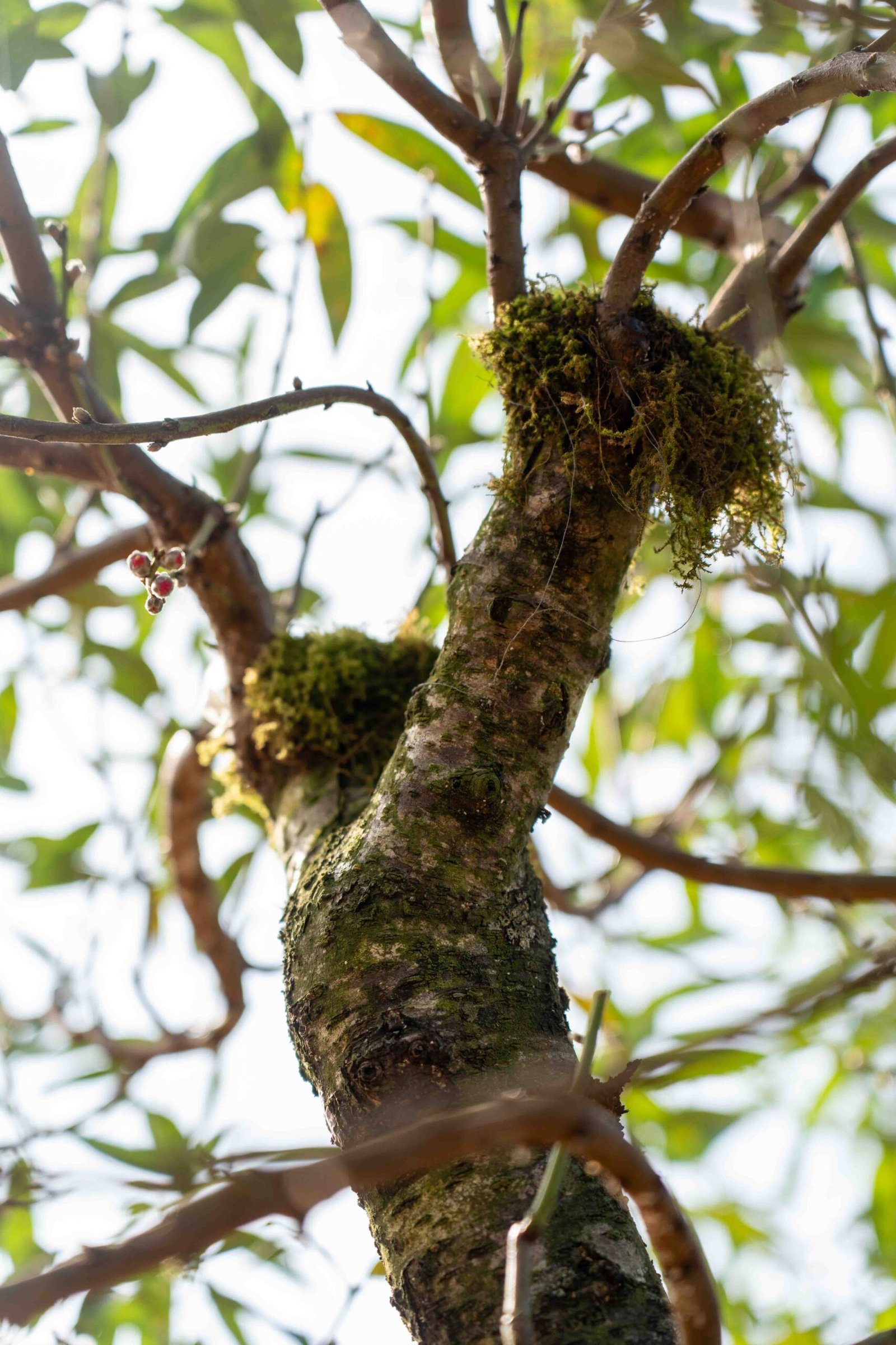 Đào tết Mộc Châu mã số 012 - Image 6