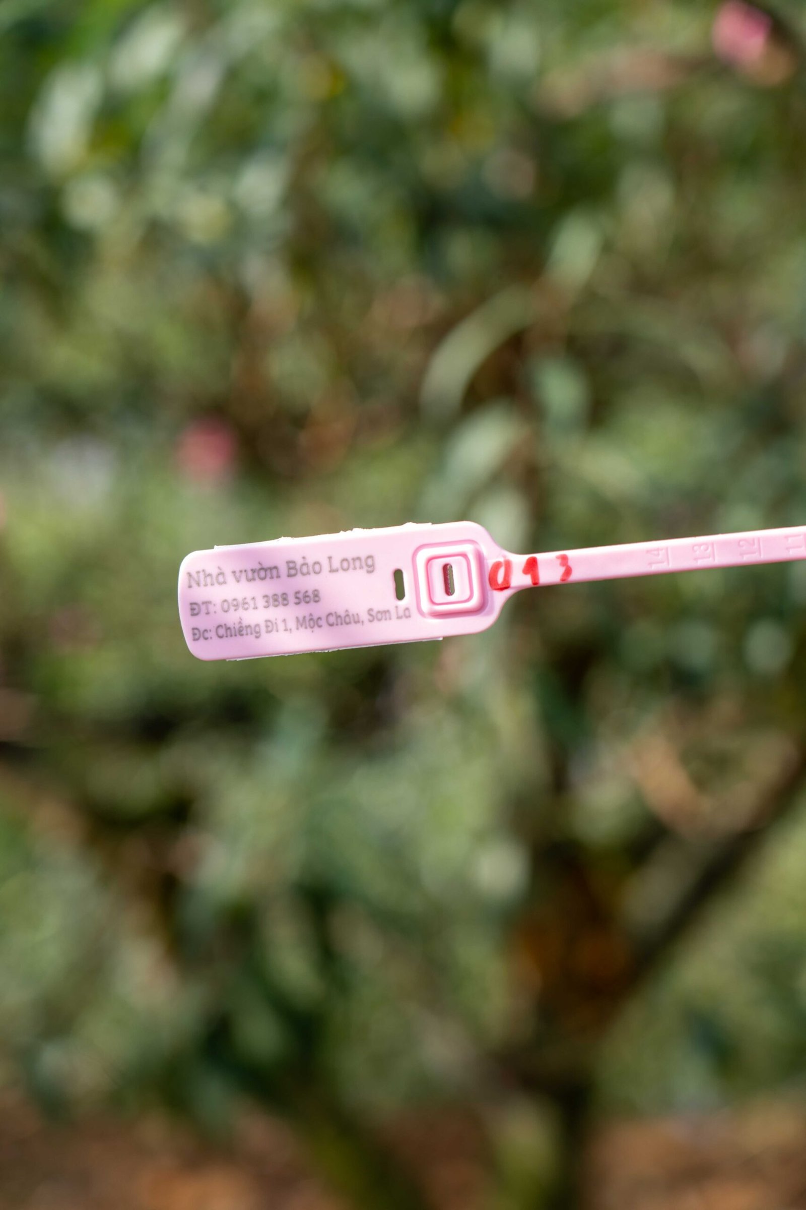 Đào tết Mộc Châu mã số 013 - Image 2