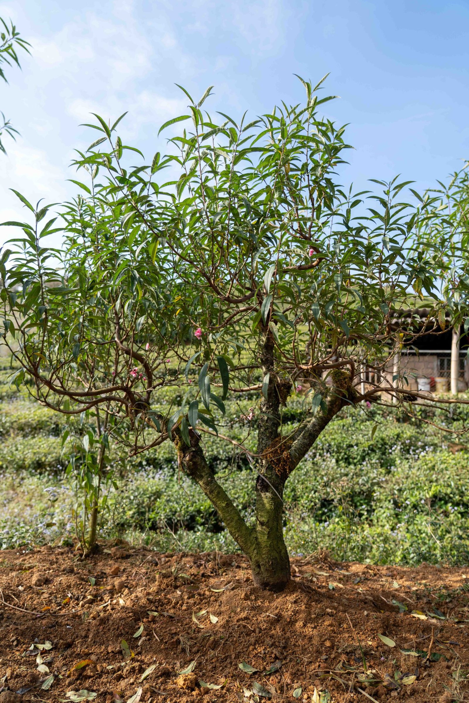 Đào tết Mộc Châu mã số 013 - Image 3