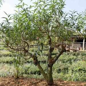 Đào tết Mộc Châu mã số 013