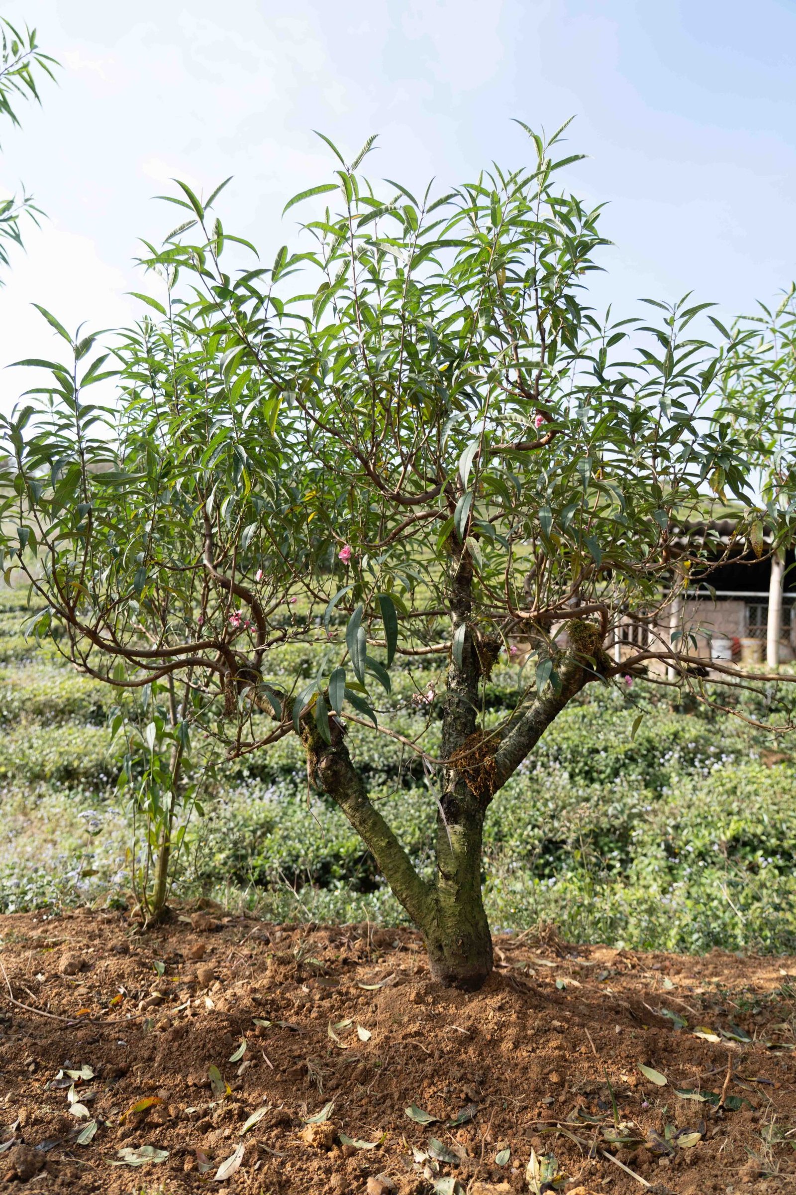 Đào tết Mộc Châu mã số 013