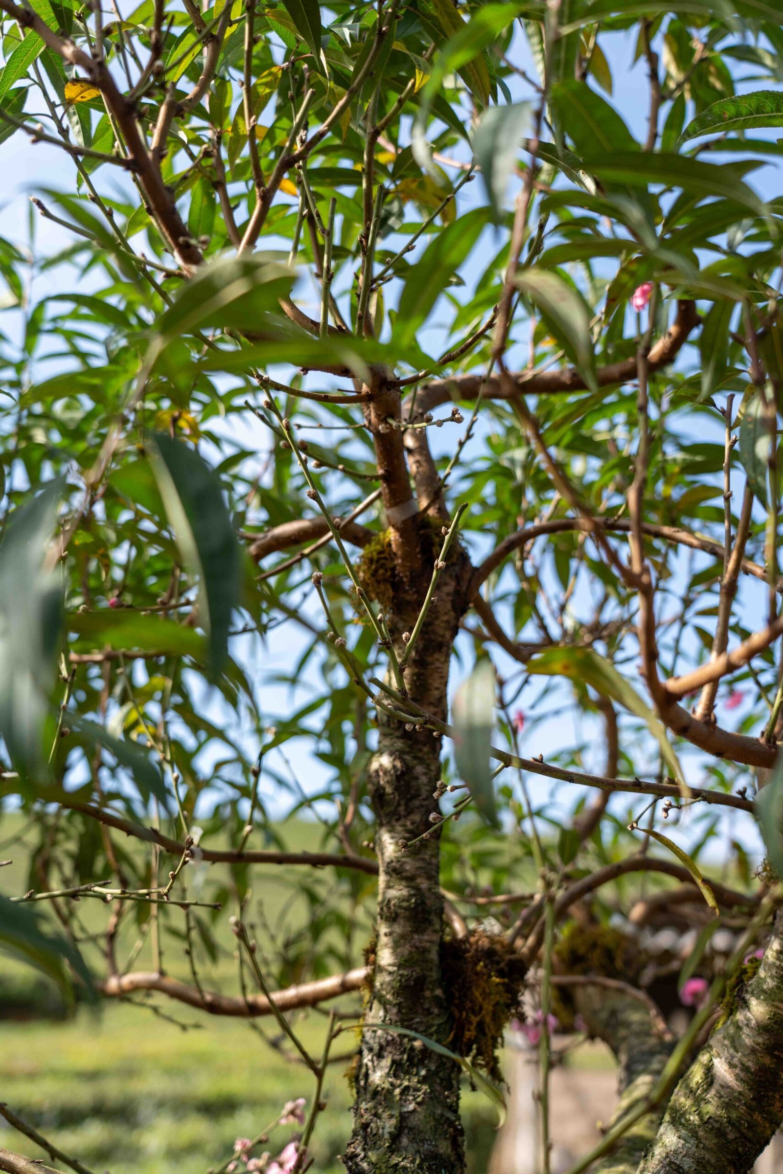 Đào tết Mộc Châu mã số 013 - Image 6