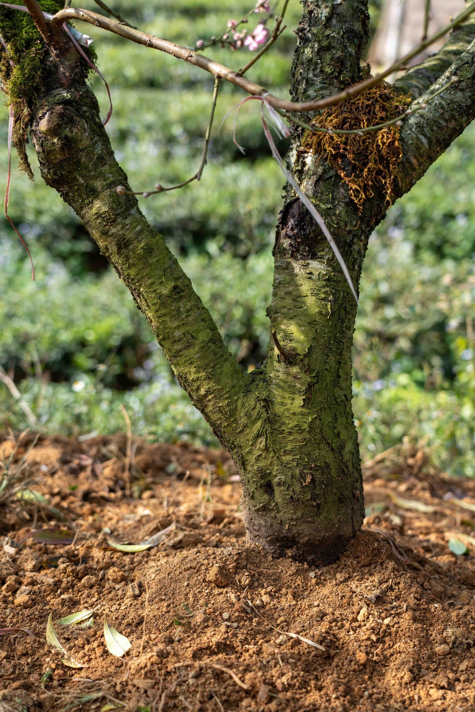 Đào tết Mộc Châu mã số 013 - Image 7