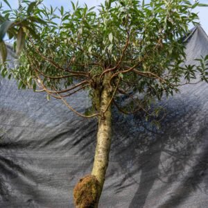 Đào tết Mộc Châu mã số 014