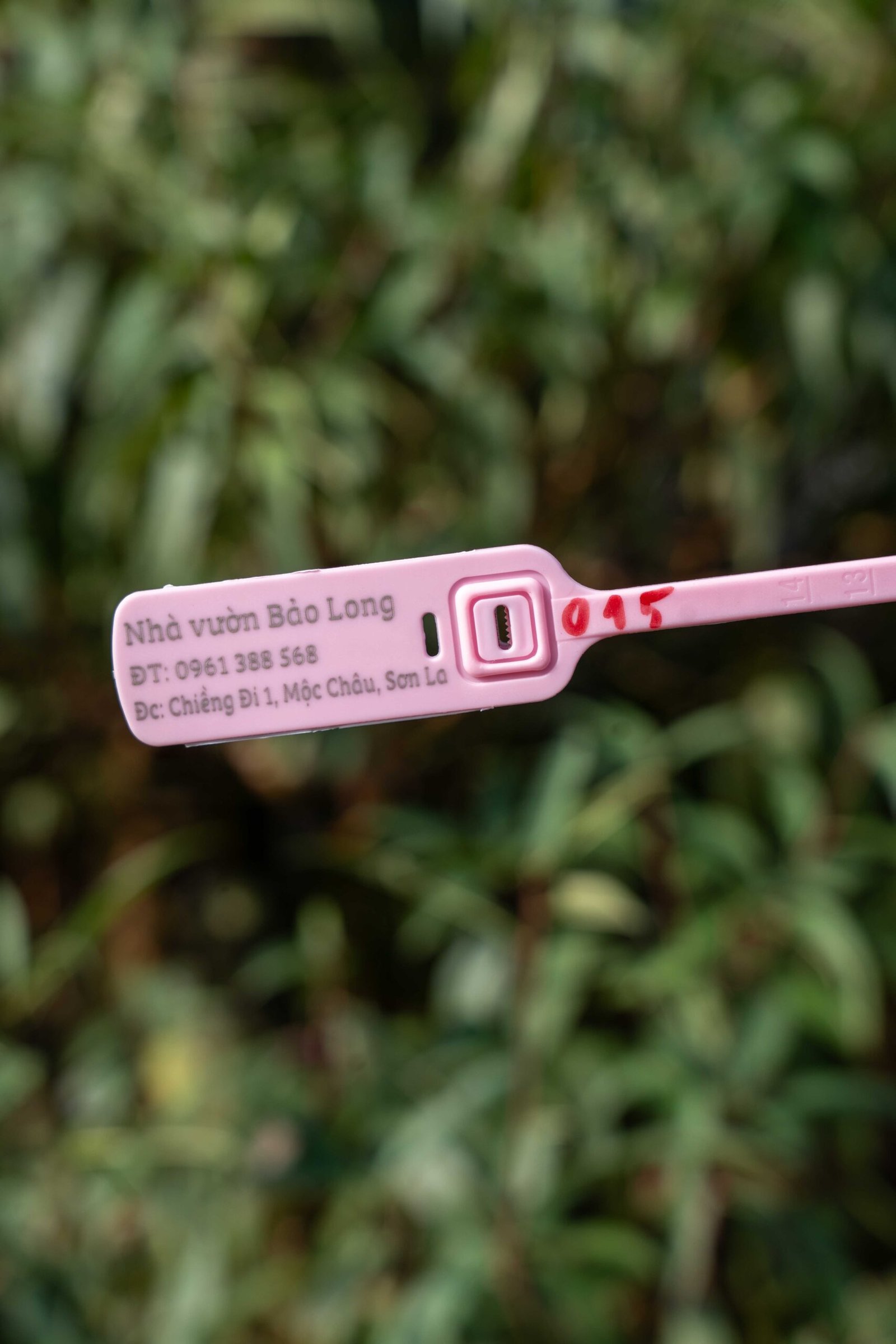 Đào tết Mộc Châu mã số 015 - Image 2