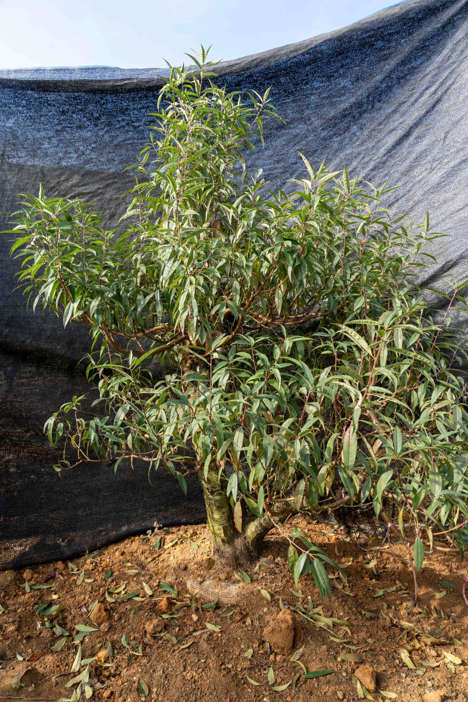 Đào tết Mộc Châu mã số 015 - Image 7