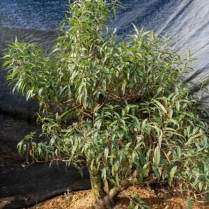 Đào tết Mộc Châu mã số 015