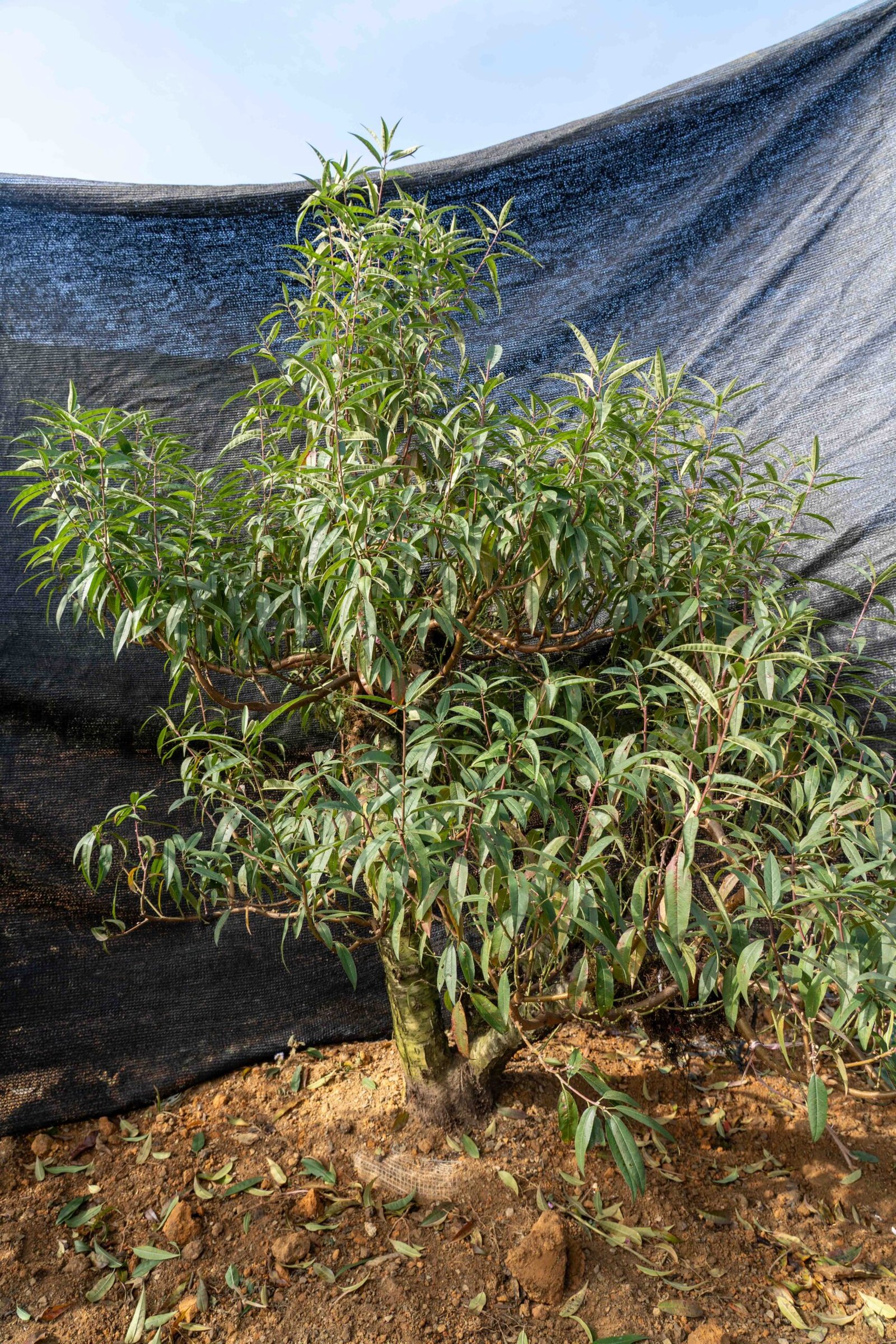 Đào tết Mộc Châu mã số 015 - Image 4