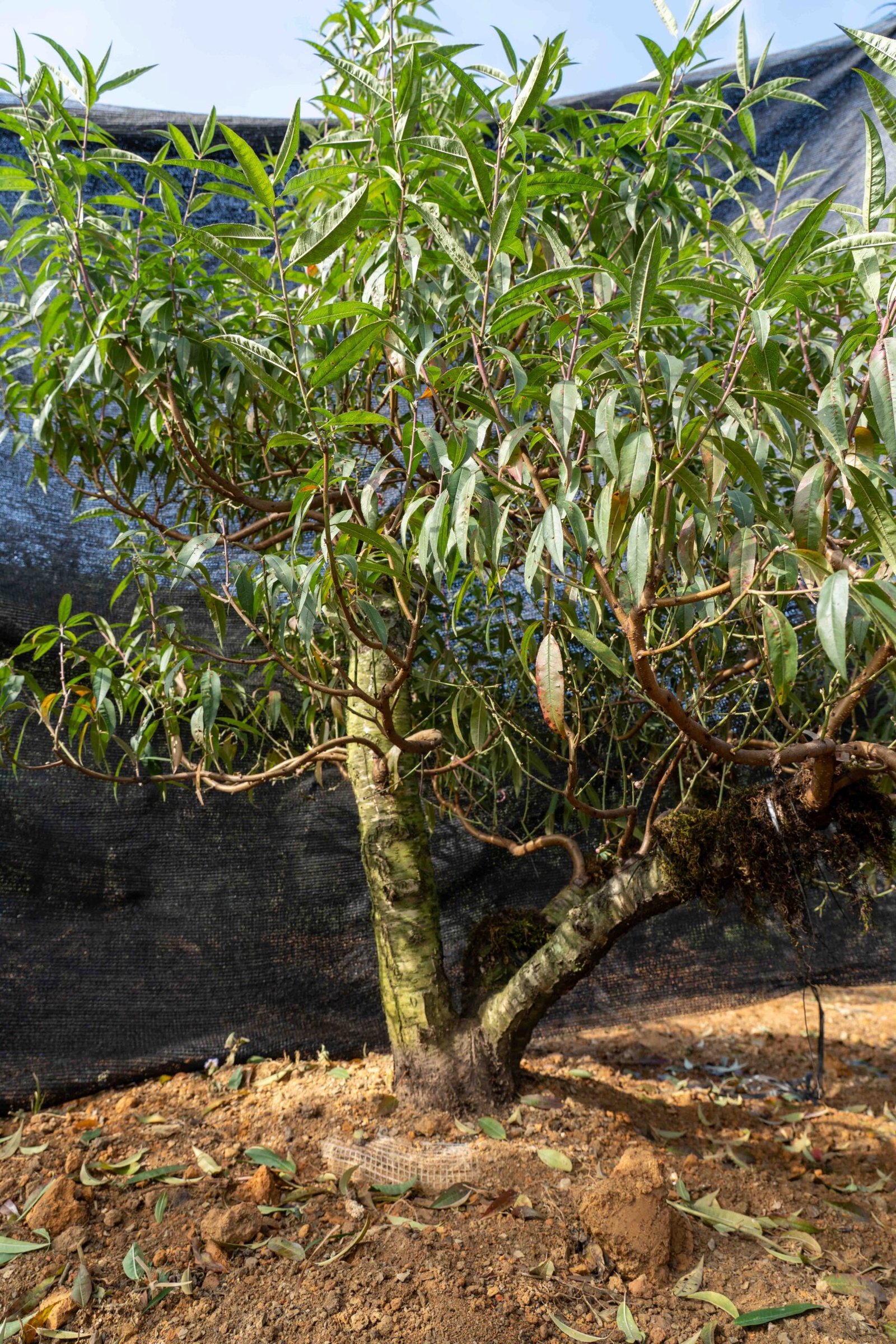 Đào tết Mộc Châu mã số 015 - Image 3