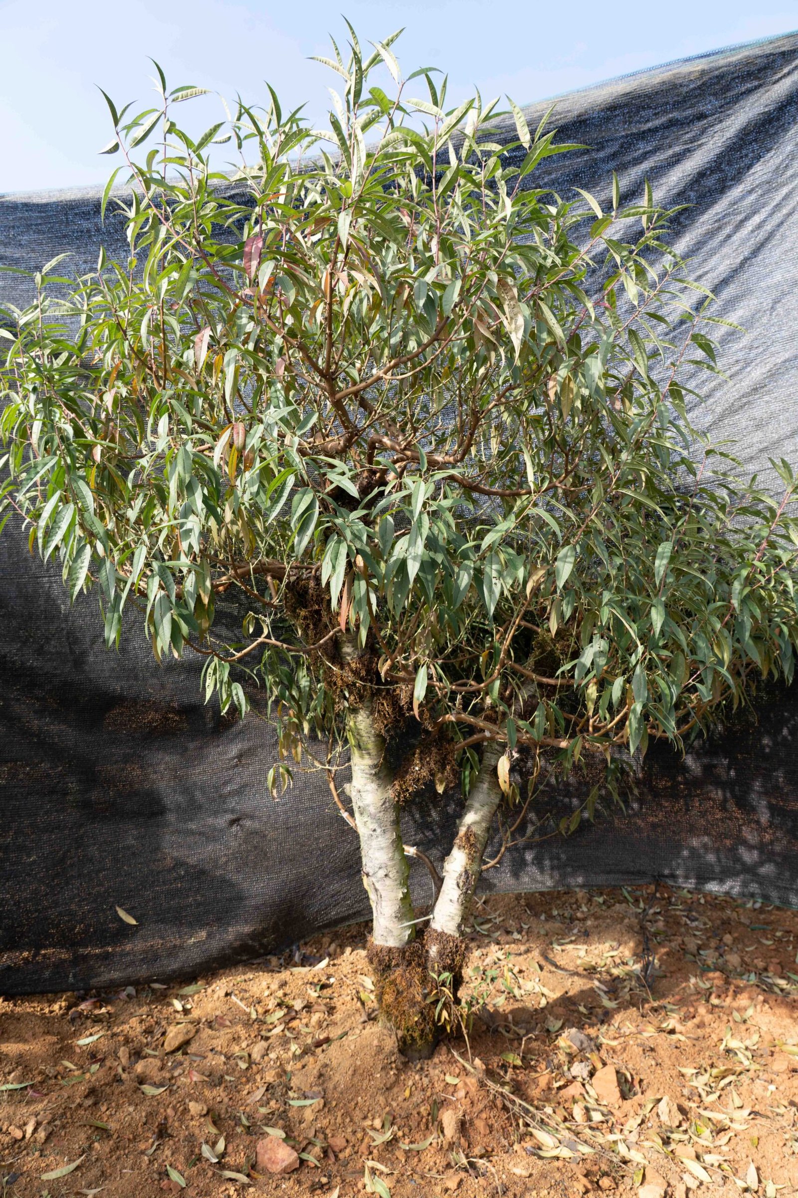 Đào tết Mộc Châu mã số 016 - Image 4