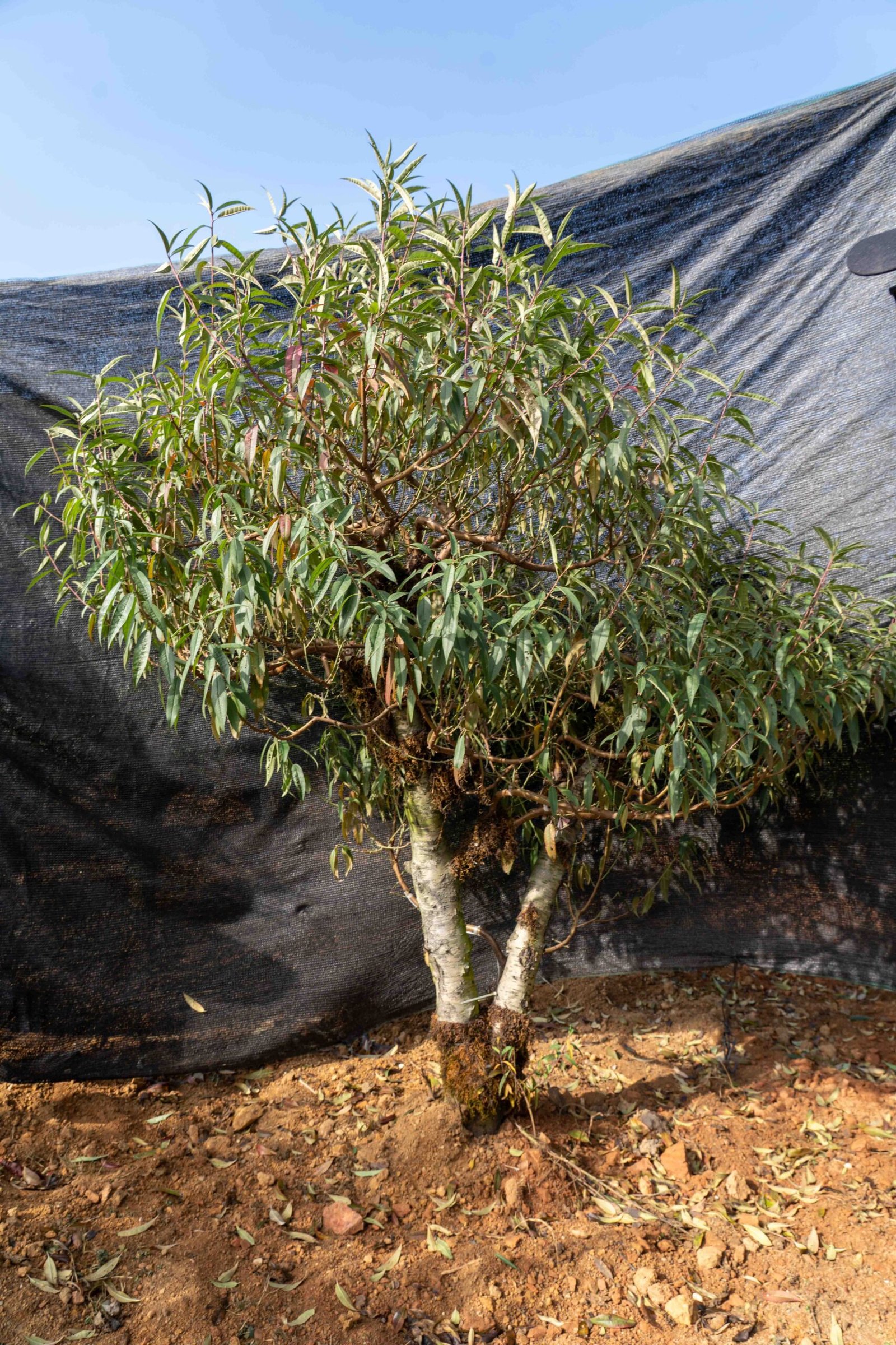 Đào tết Mộc Châu mã số 016 - Image 5