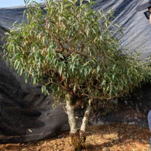 Đào tết Mộc Châu mã số 016