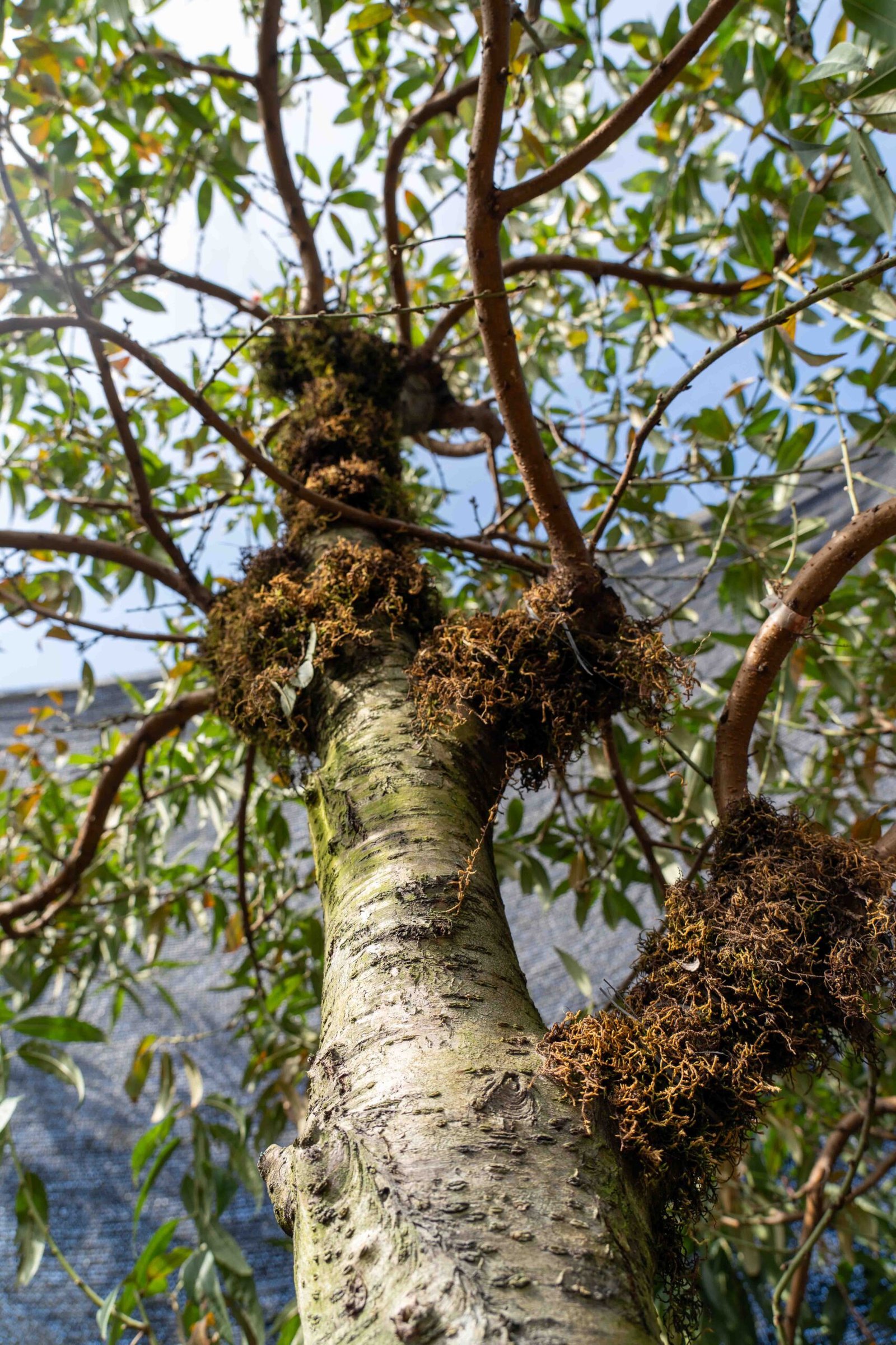 Đào tết Mộc Châu mã số 016 - Image 7