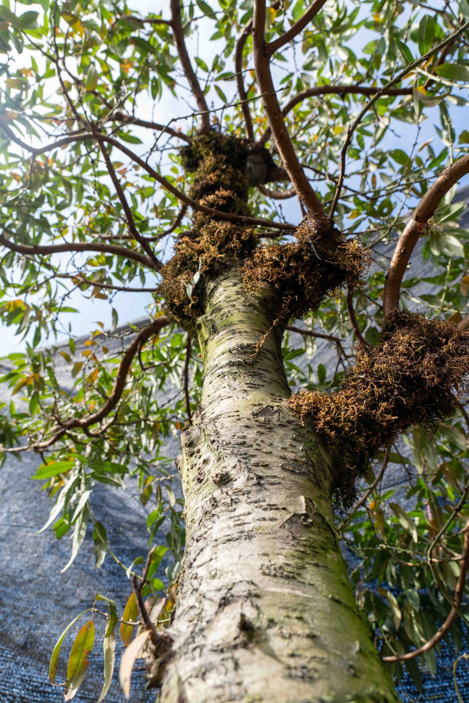 Đào tết Mộc Châu mã số 016 - Image 8