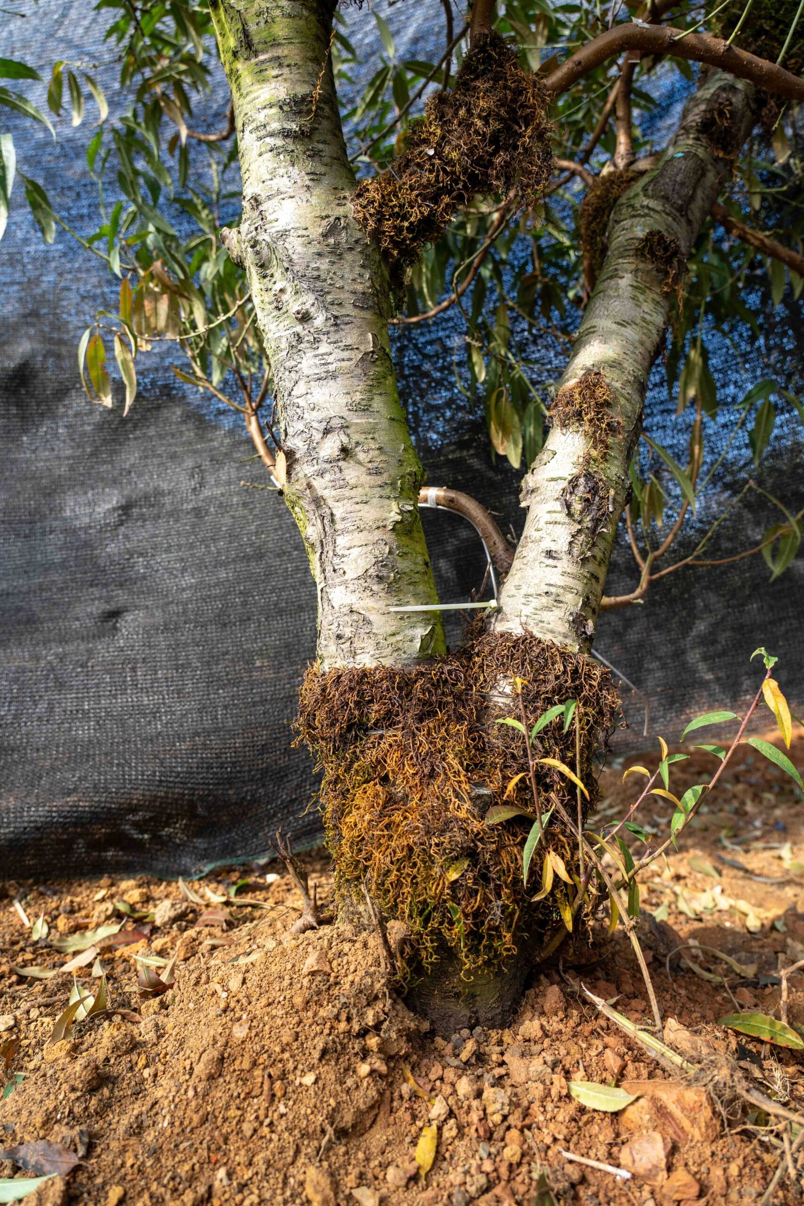 Đào tết Mộc Châu mã số 016 - Image 10