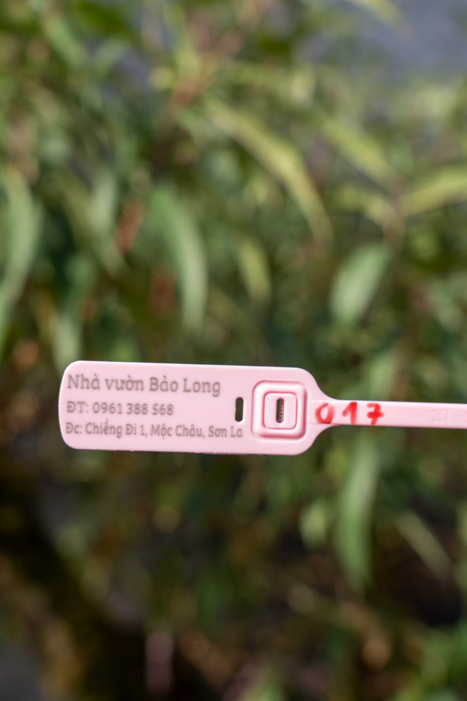 Đào tết Mộc Châu mã số 017 - Image 2