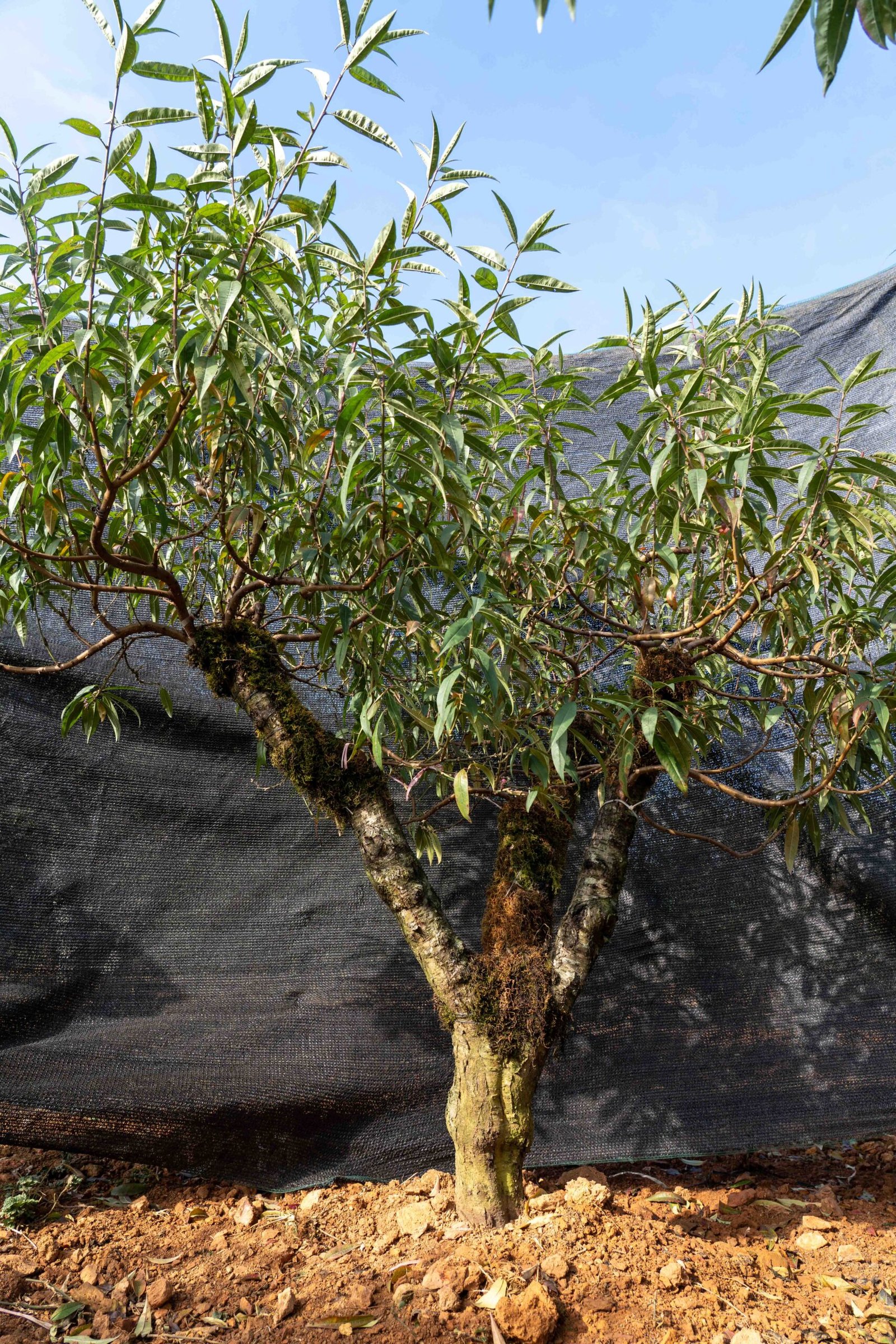 Đào tết Mộc Châu mã số 017 - Image 3