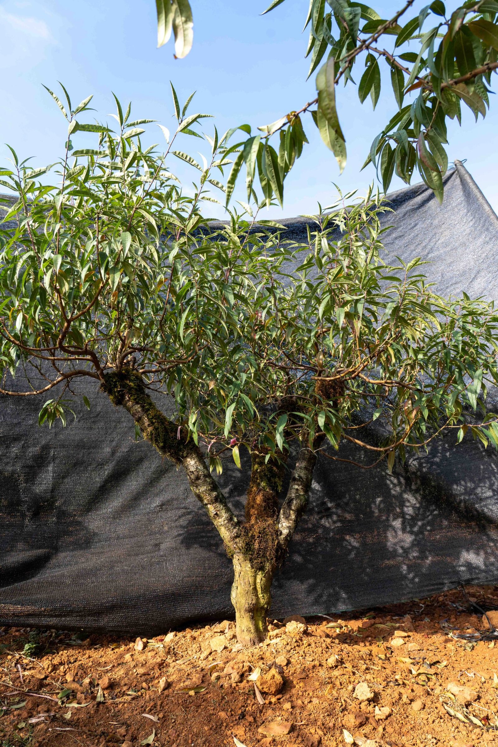 Đào tết Mộc Châu mã số 017 - Image 4